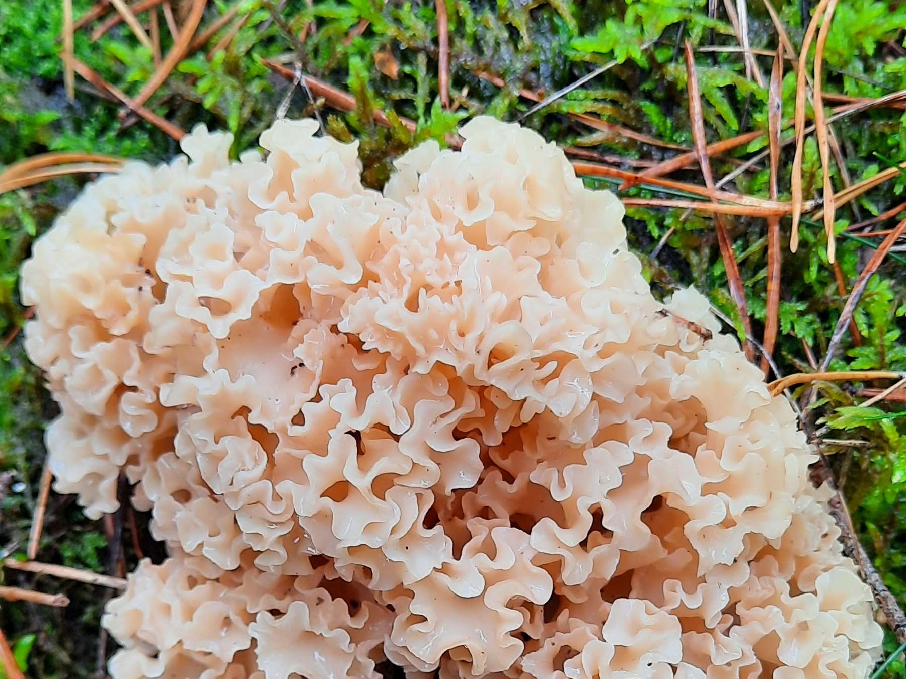 Ansicht 4 von Uta Müller von Blumencron Praktische Tierärztin