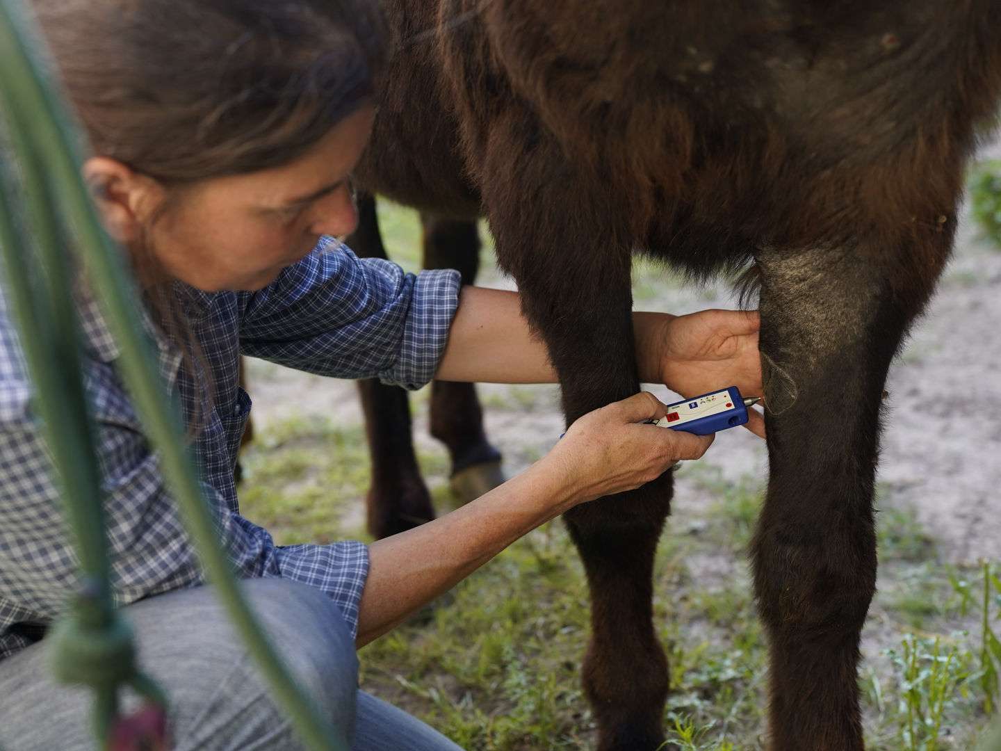 Ansicht 3 von mobile Tierärztin Kerstin Paal