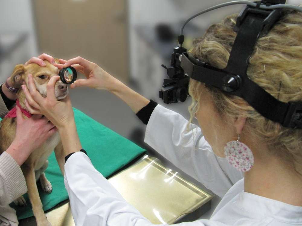 Ansicht 2 von Augentierarzt Dr. S. Sahr, Augenspezialist für Tiere in Mecklenburg-Vorpommern