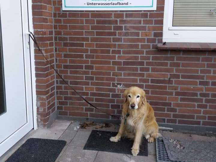 Ansicht 3 von Hop Praxis für Tierphysiotherapie