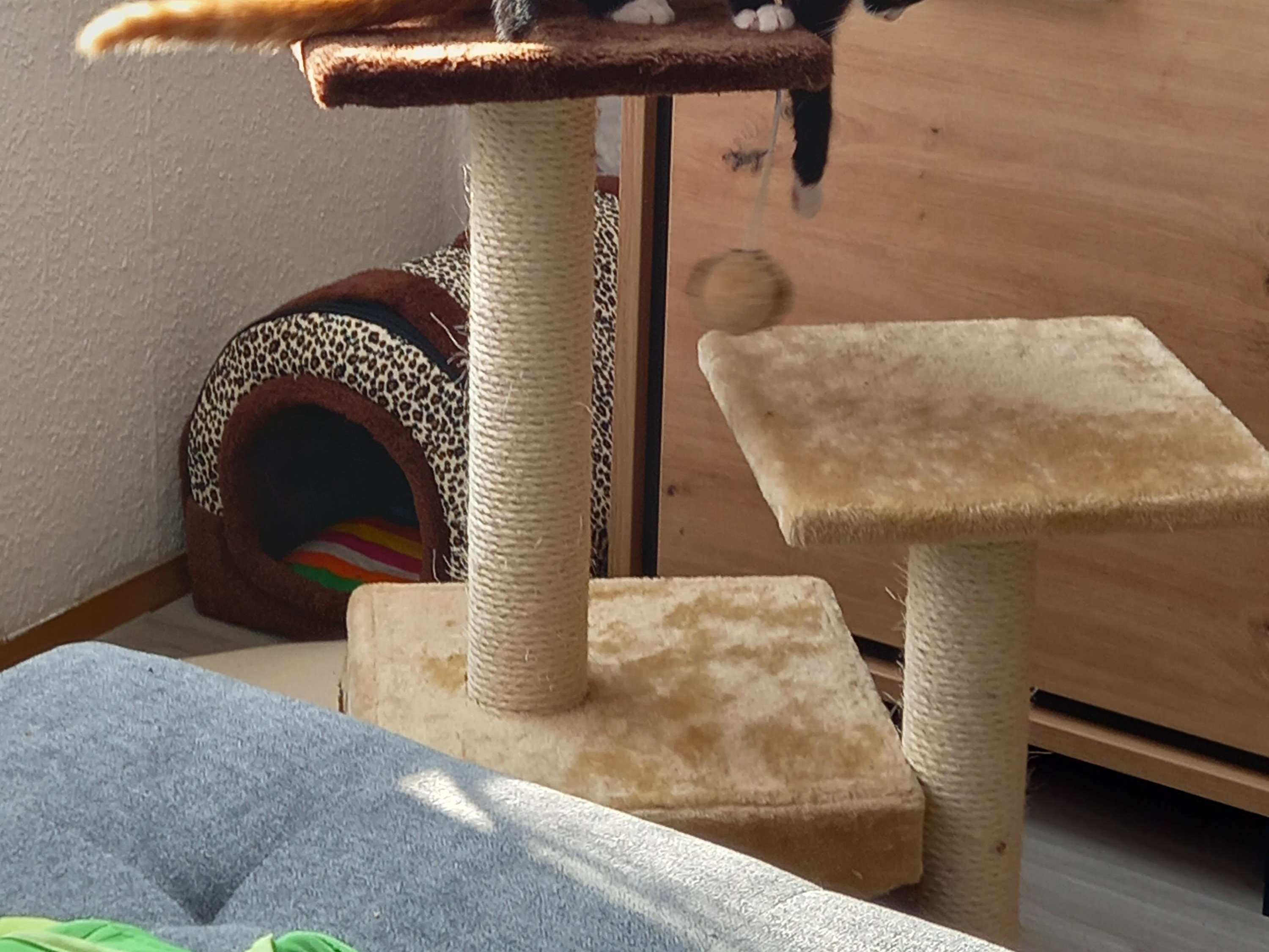 Ansicht 5 von felmo Mobiler Tierarzt Erfurt