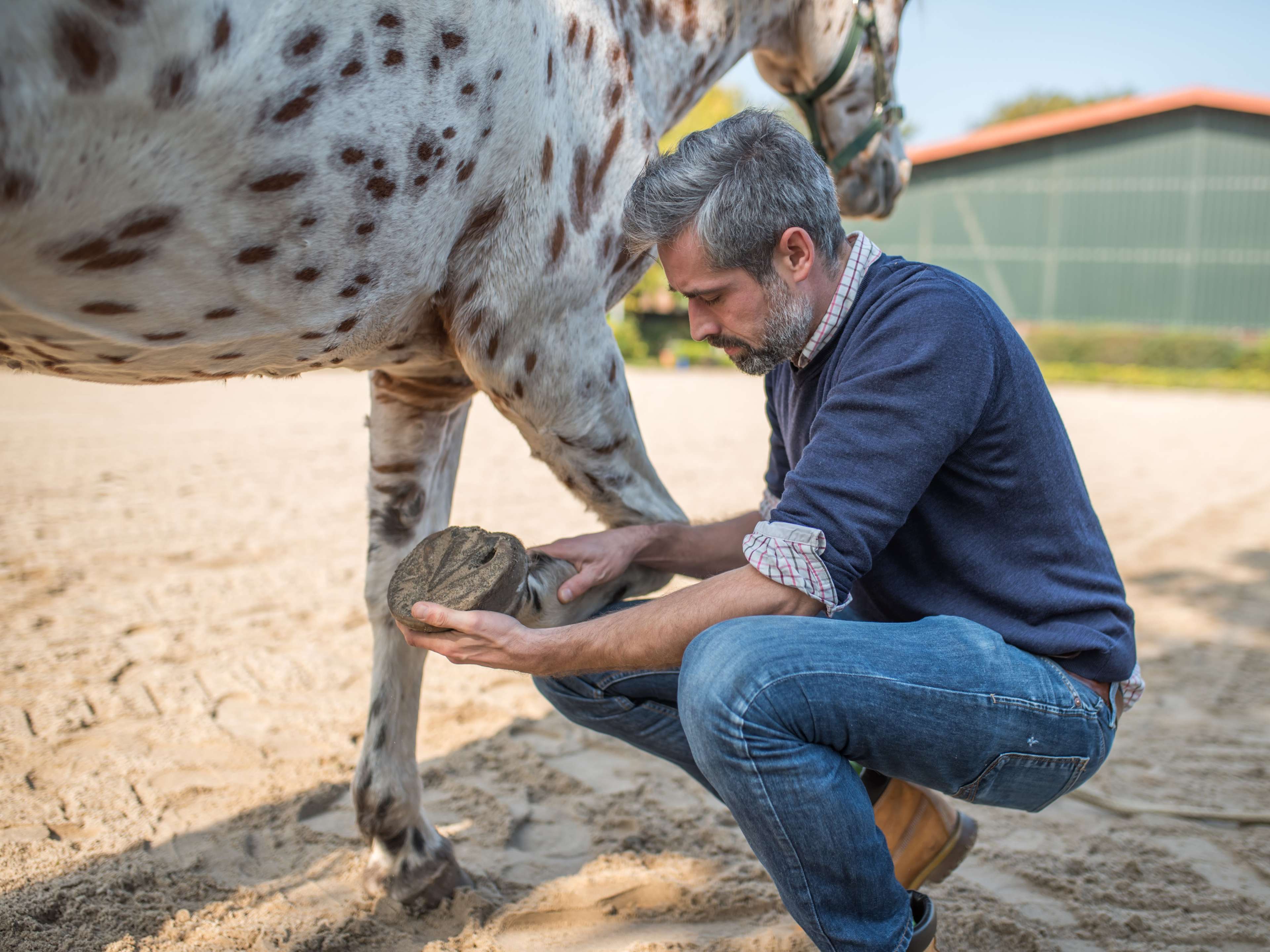 Ansicht 1 von Tierärztliche Praxis für Pferdeosteopathie dr. vet. Philipp Scholz