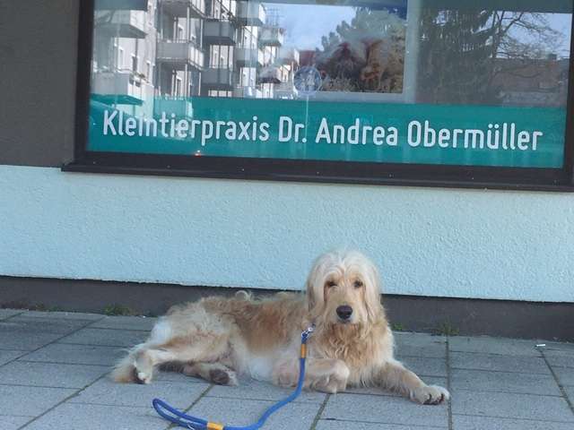 Ansicht 2 von Tierärztin | Kleintierpraxis Dr. Andrea Obermüller | München