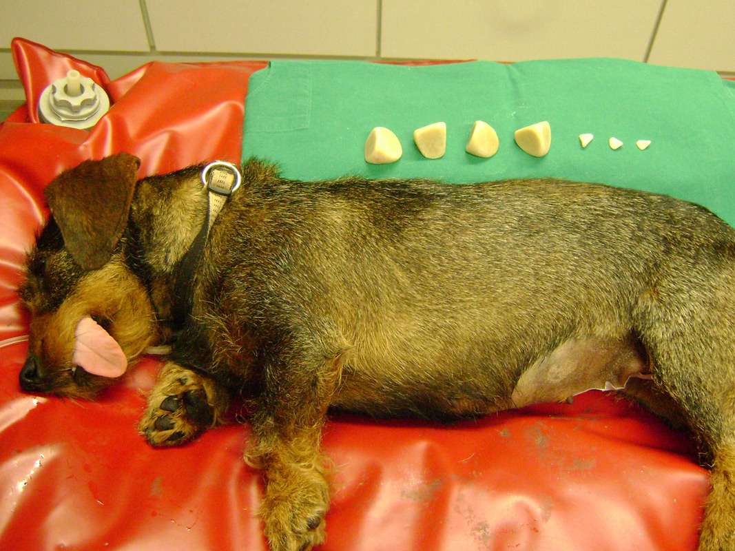 Ansicht 3 von Tierärzte Mettendorf