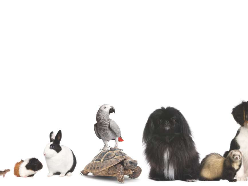 Ansicht 1 von Tierärztliche Klinik für Kleintiere Dr. med. vet. Jan Apelt