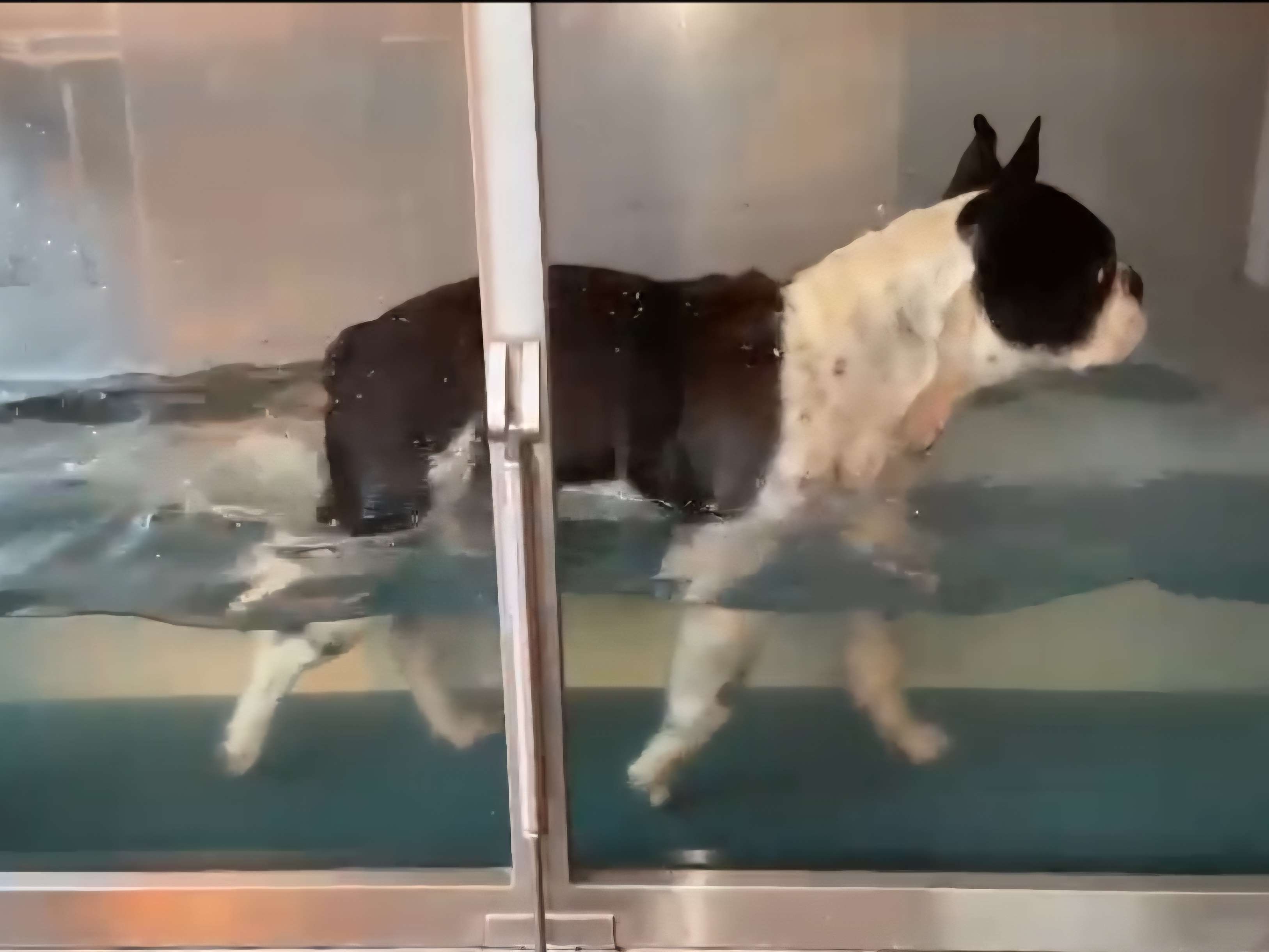 View 1 of Tierärztin Dr. Sandra Geiger - Tierphysio