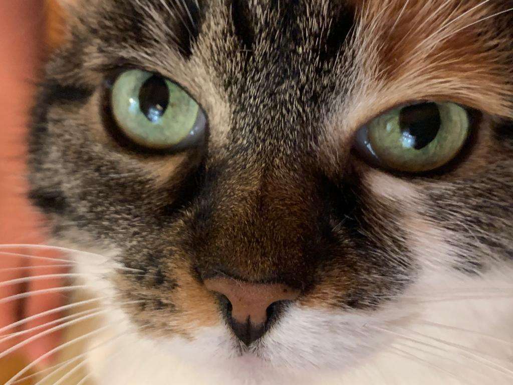 Ansicht 5 von felmo Mobiler Tierarzt Wiesbaden