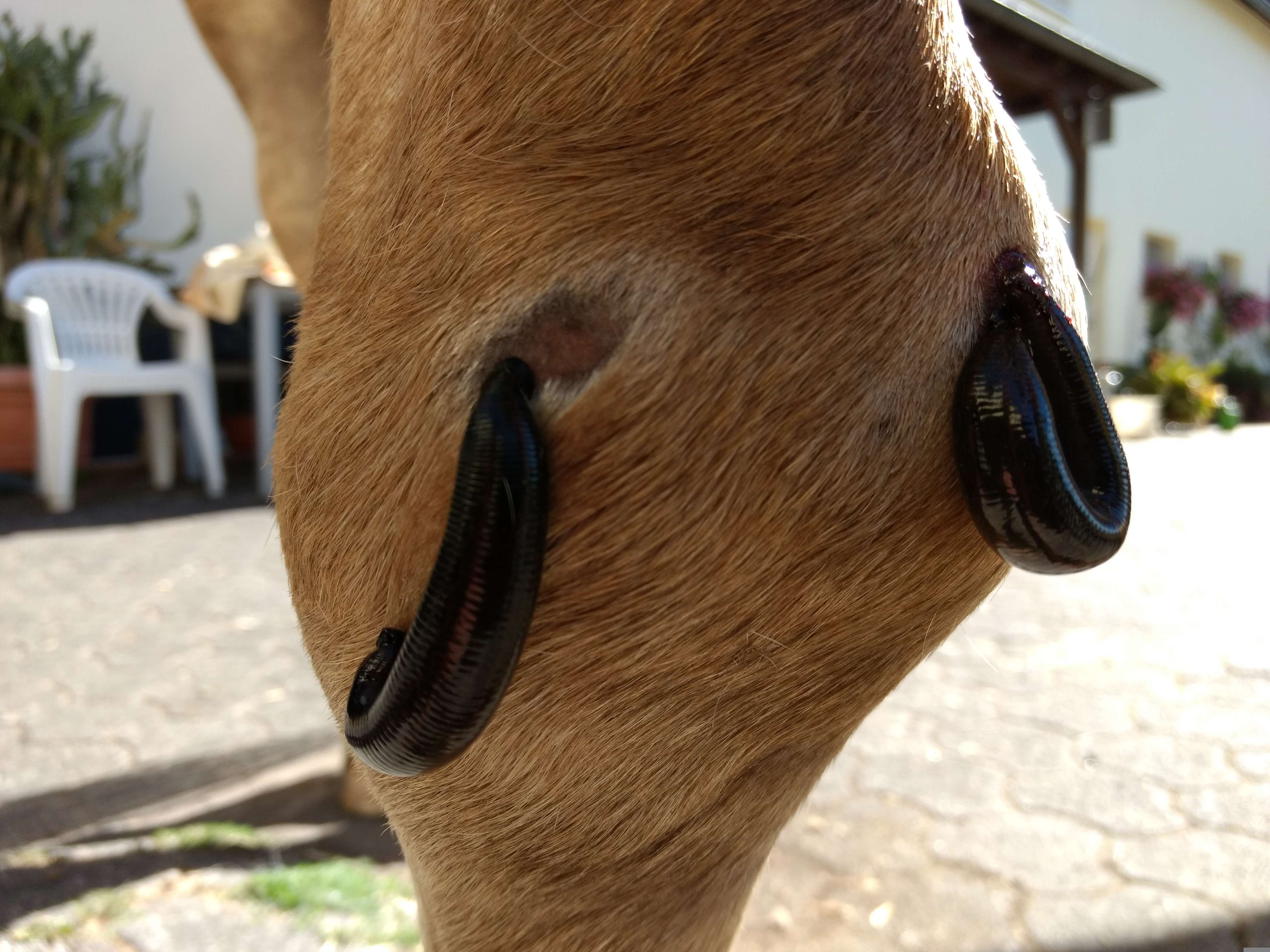 Ansicht 2 von Tierheilpraxis Krott