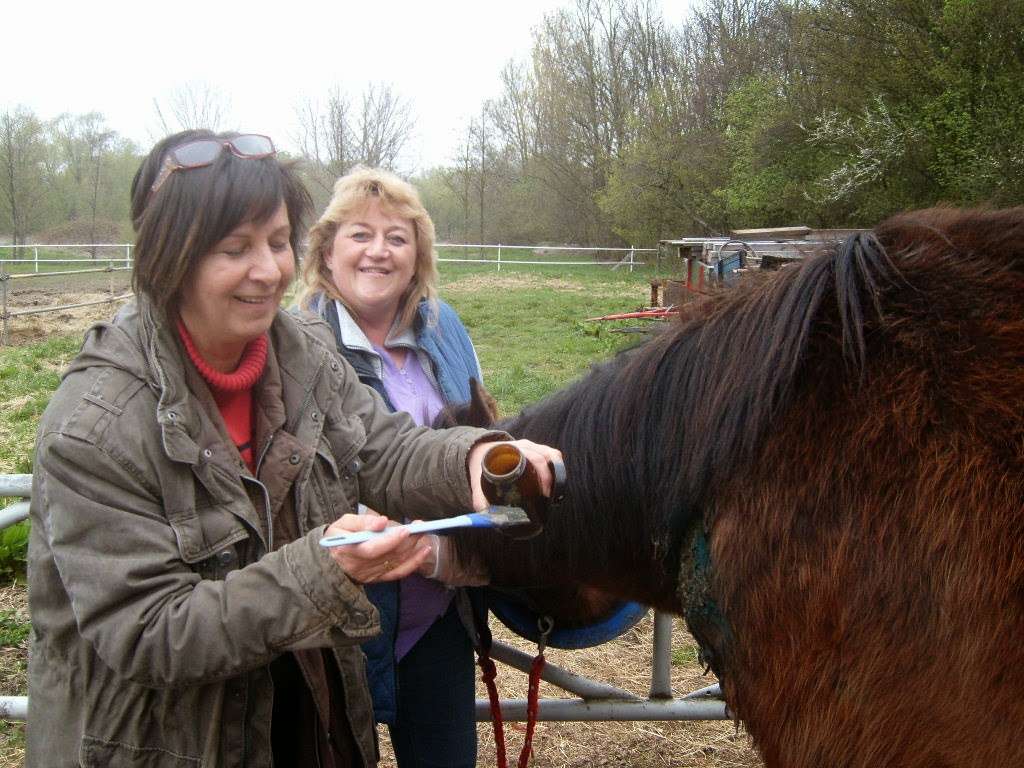 Ansicht 2 von Tierheilpraxis für Groß- und Kleintiere Anke Gomm