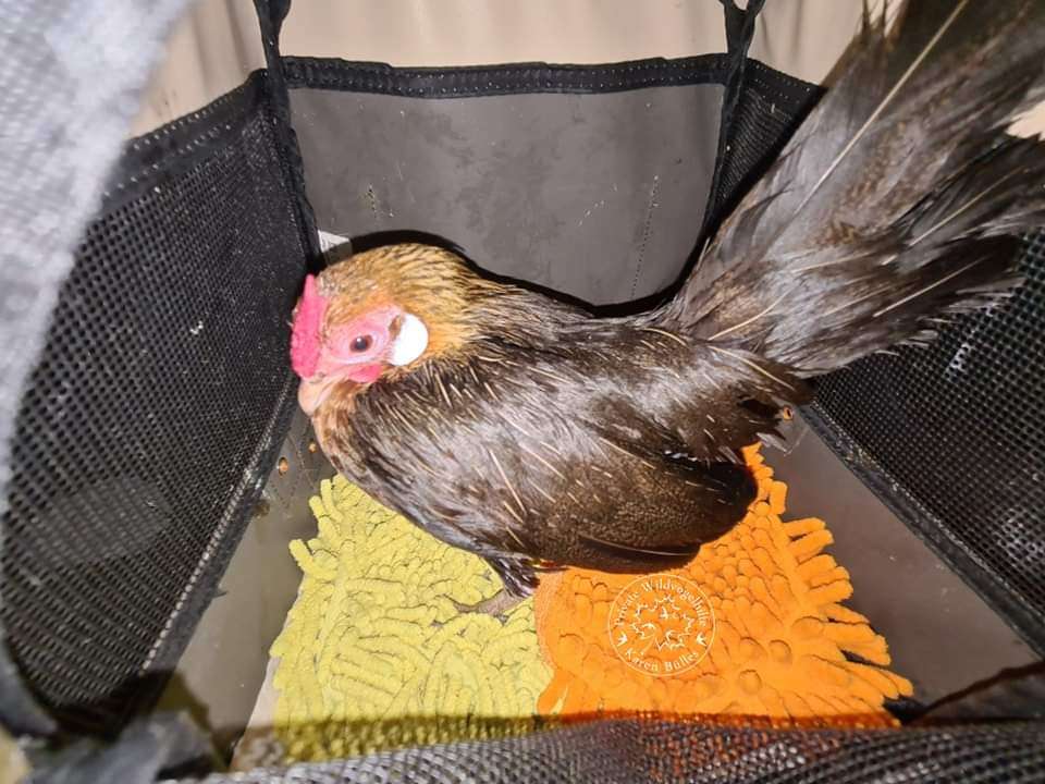 Ansicht 3 von Tierarzt-Thelen