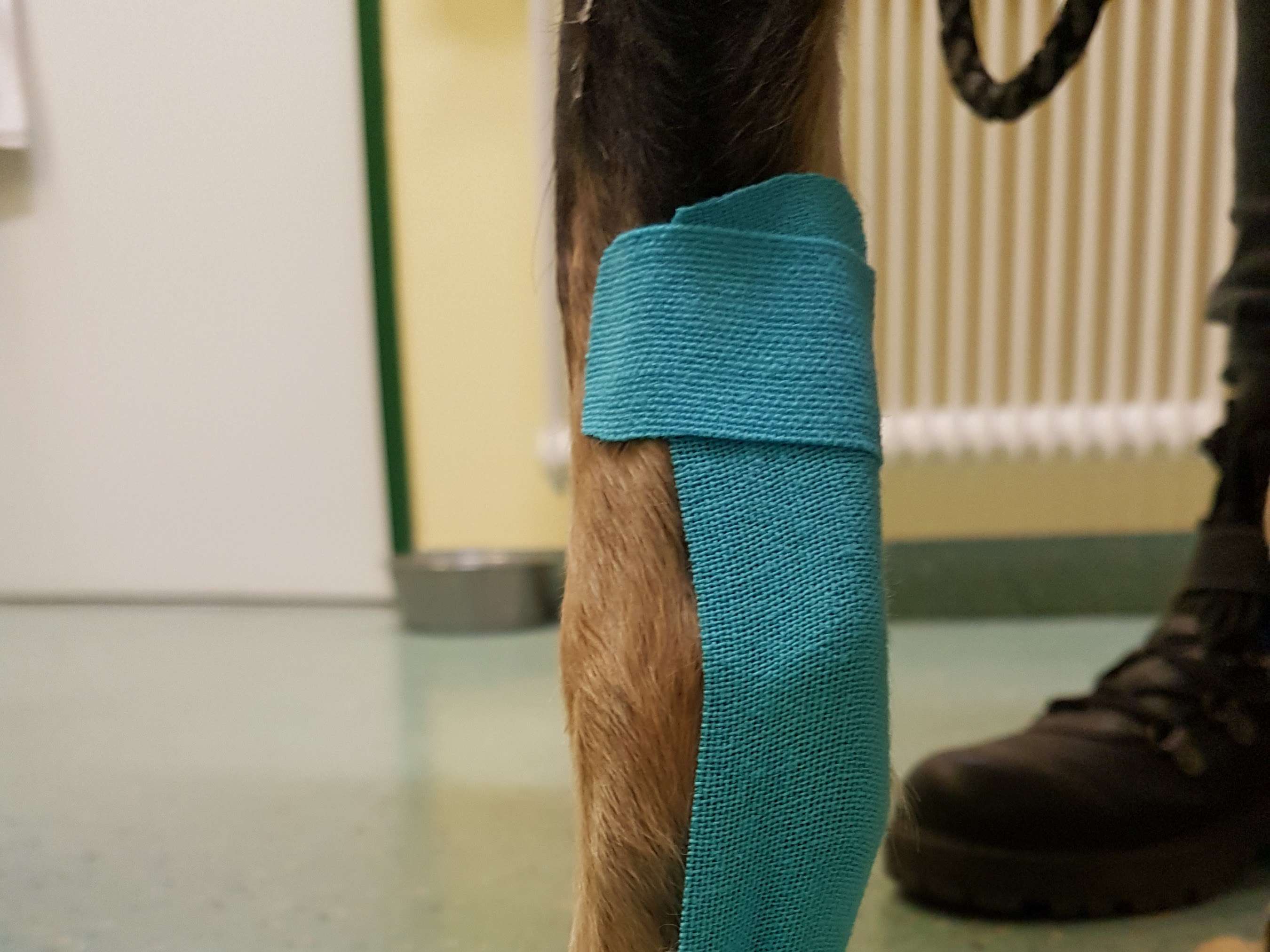 View 3 of ANIviVET - Tierarztpraxis für Physiotherapie und Rehabilitation