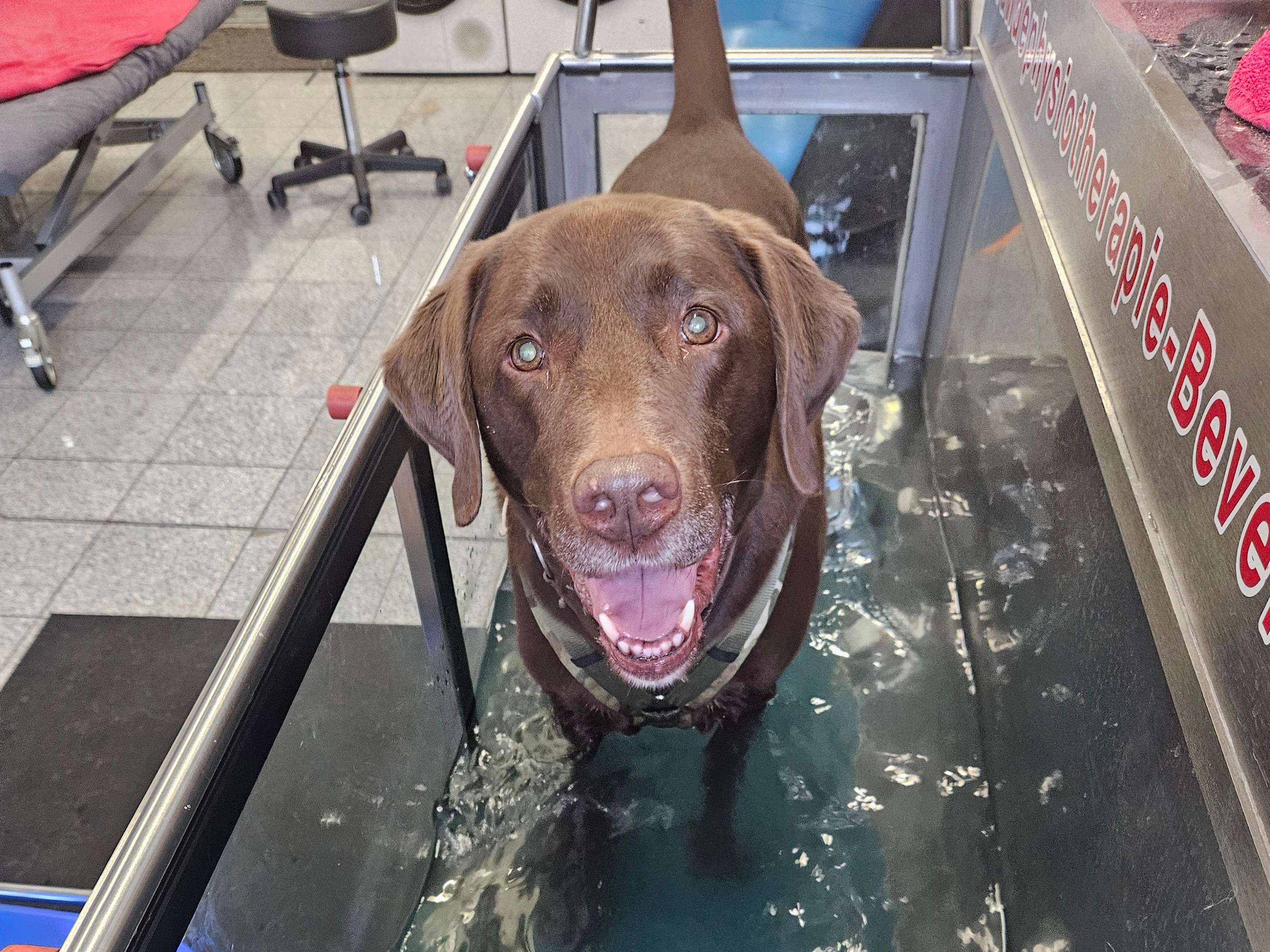 Ansicht 2 von Hundephysiotherapie Clarissa Büschgens