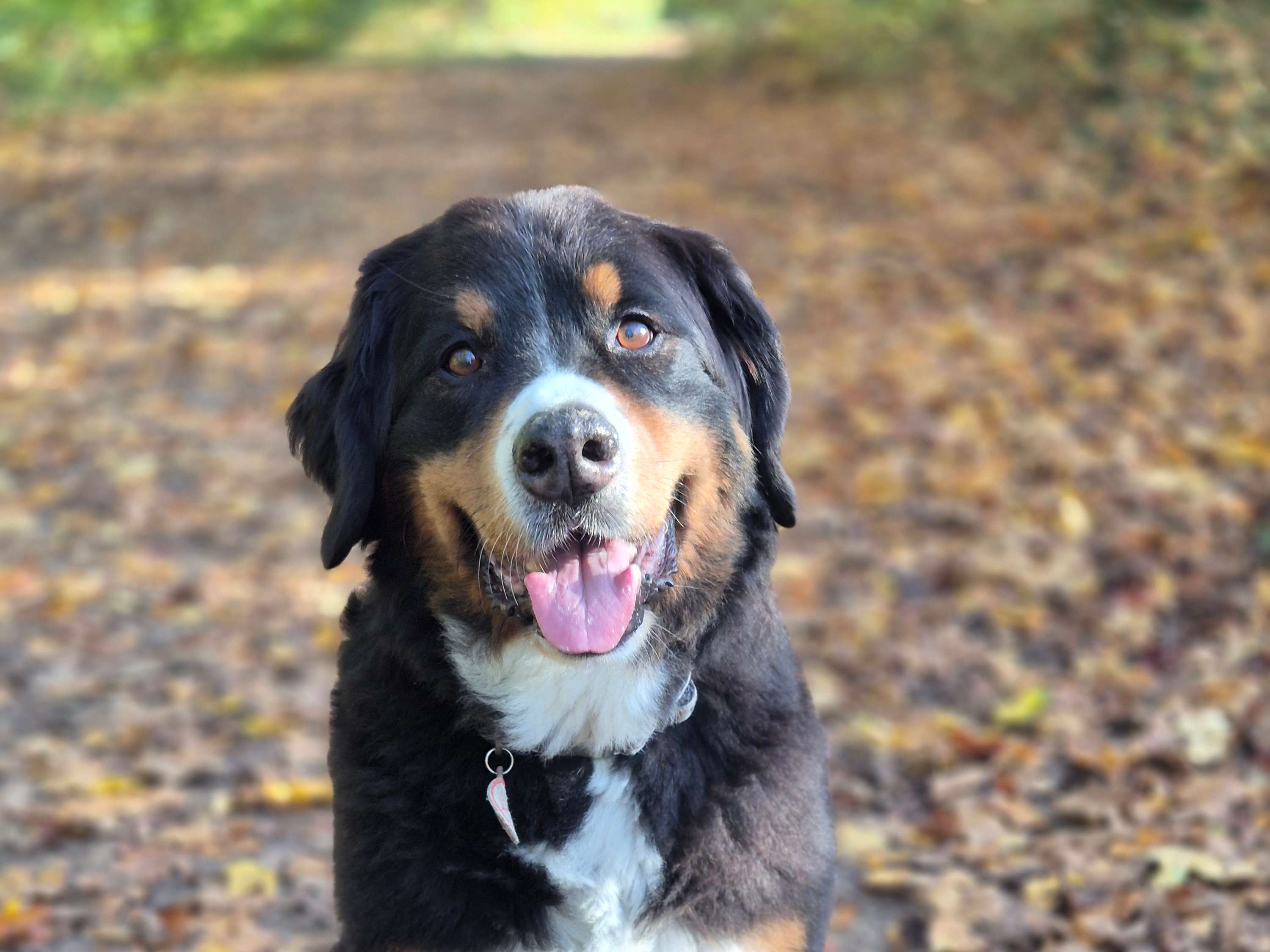 Ansicht 3 von Tierphysiotherapie mit Herz und Verstand