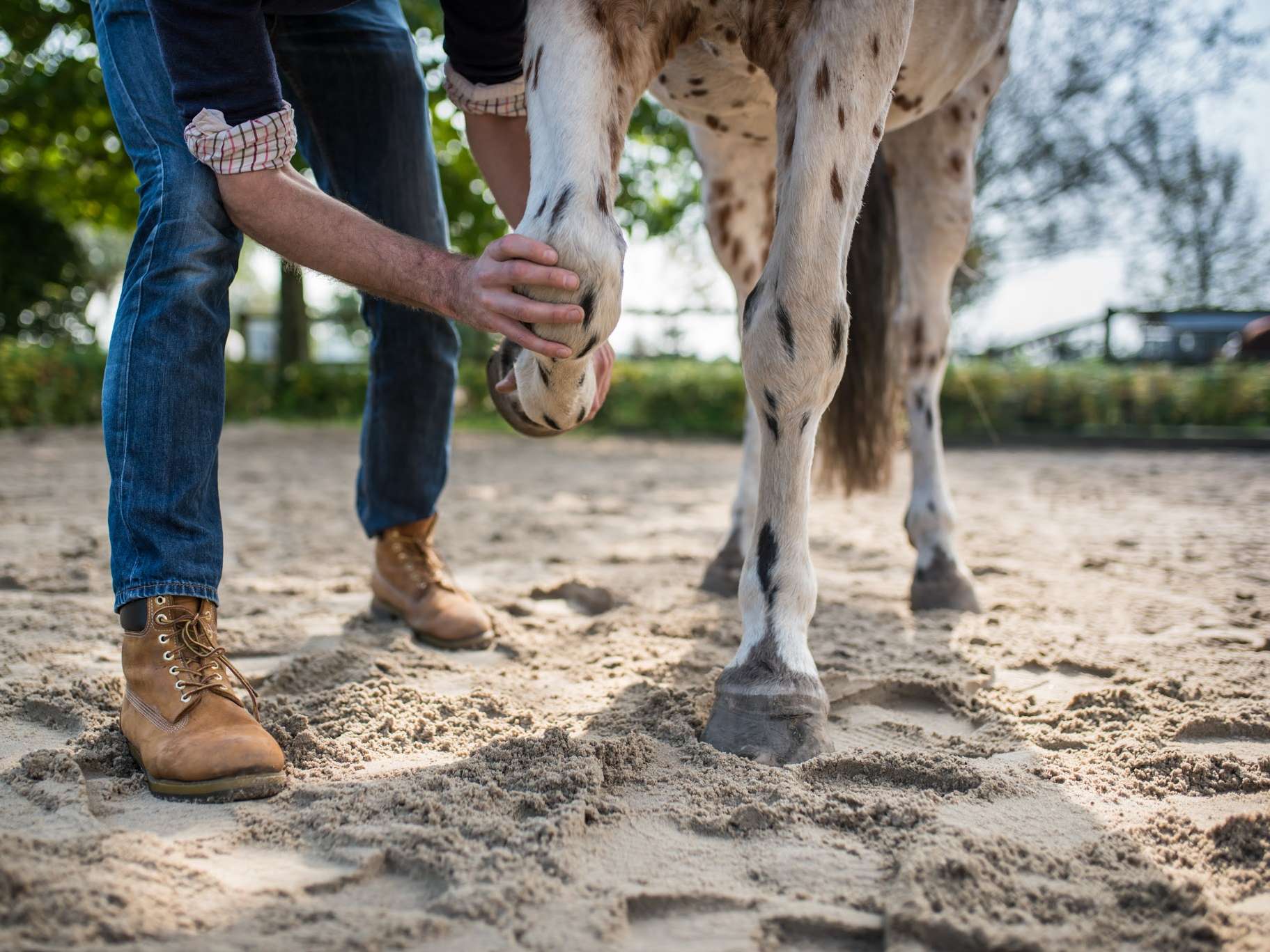 Ansicht 2 von Tierärztliche Praxis für Pferdeosteopathie dr. vet. Philipp Scholz