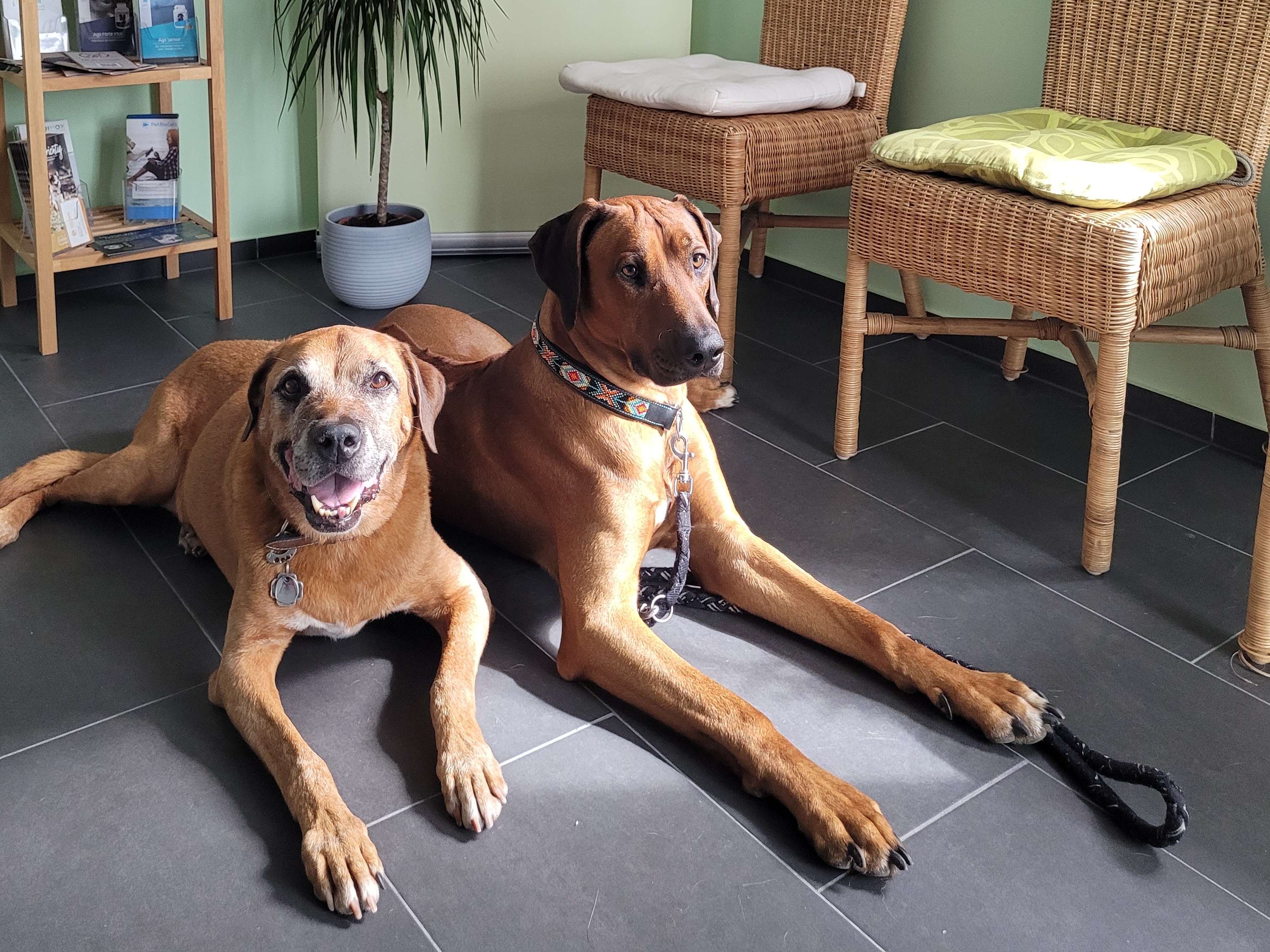 View 2 of Tier InTakt - Osteopathie und Chiropraktik für Tiere ​