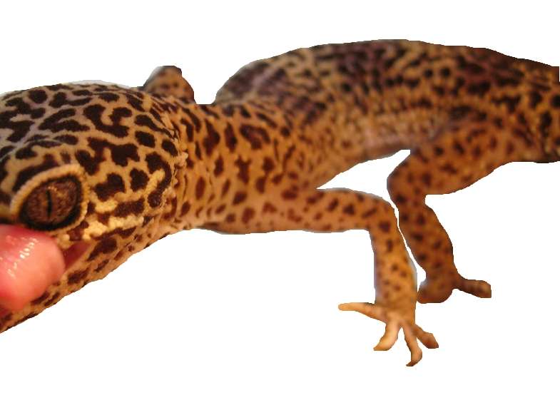 Ansicht 1 von Reptilientierarzt Kornelis Biron