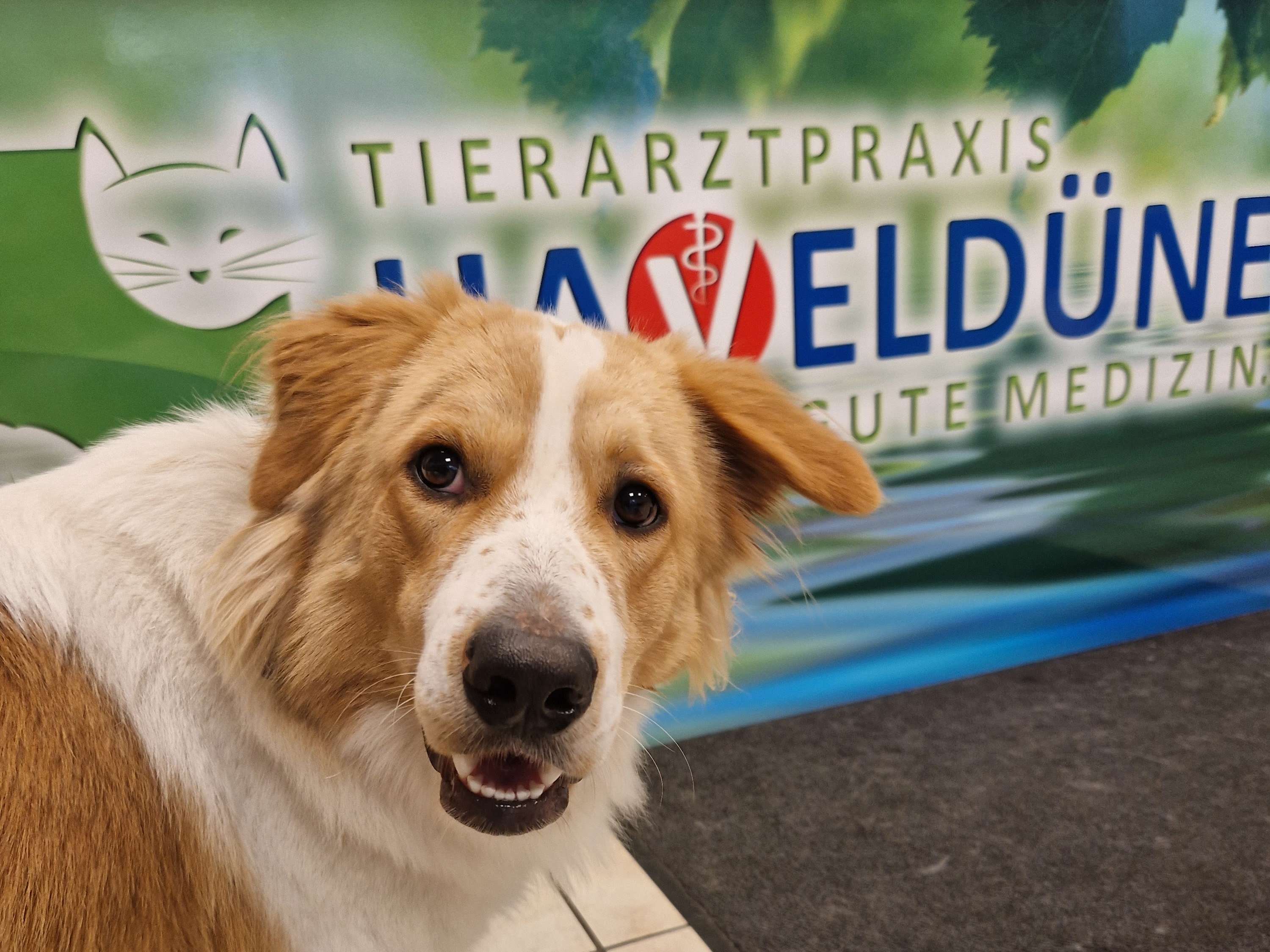 Ansicht 1 von Tierarztpraxis Haveldüne | Tierarzt Spandau