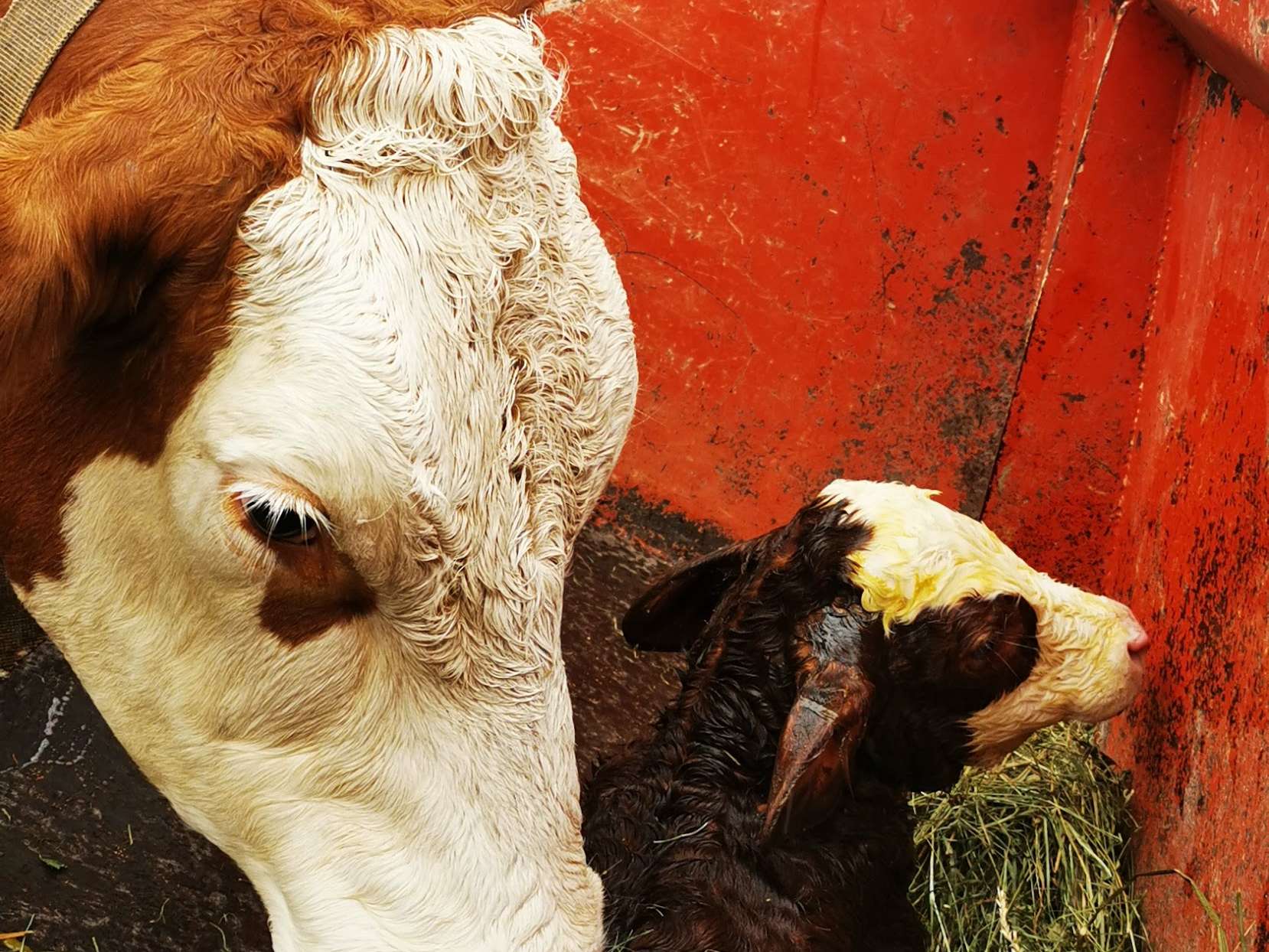 Ansicht 1 von Tierarztpraxis Taxacher