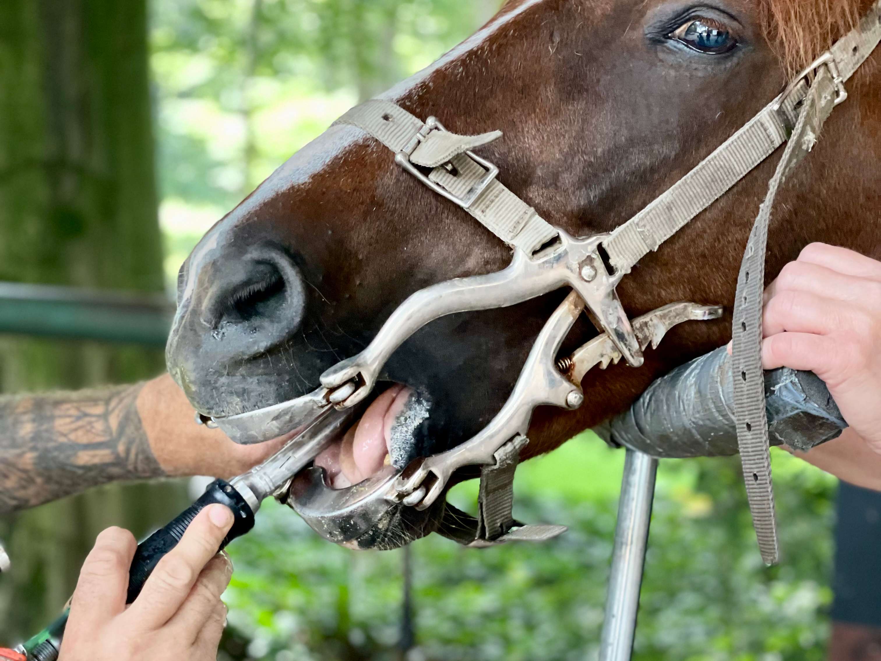 Ansicht 1 von Horsedentist Torsten Bockler