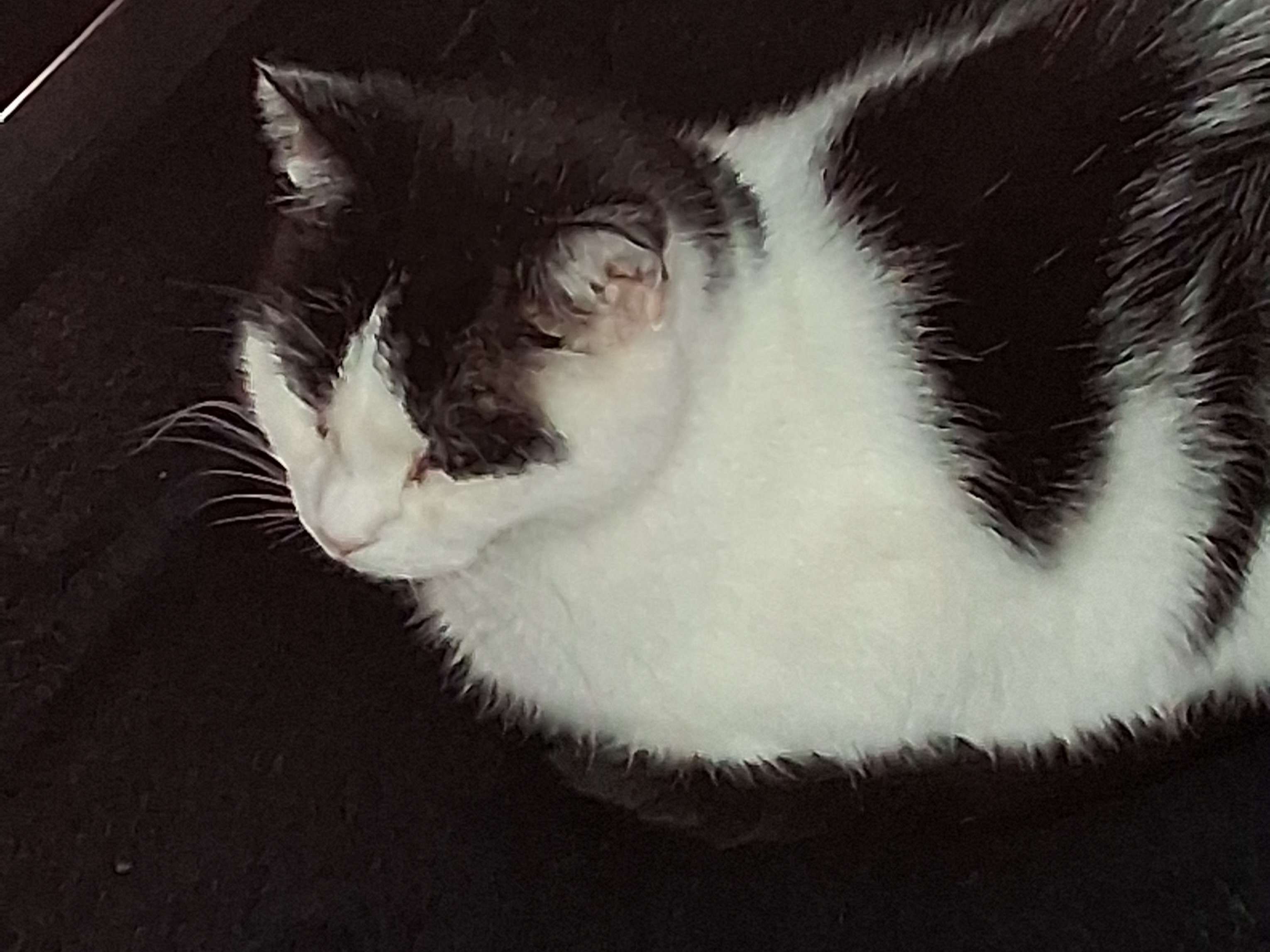Ansicht 1 von felmo Mobiler Tierarzt Potsdam