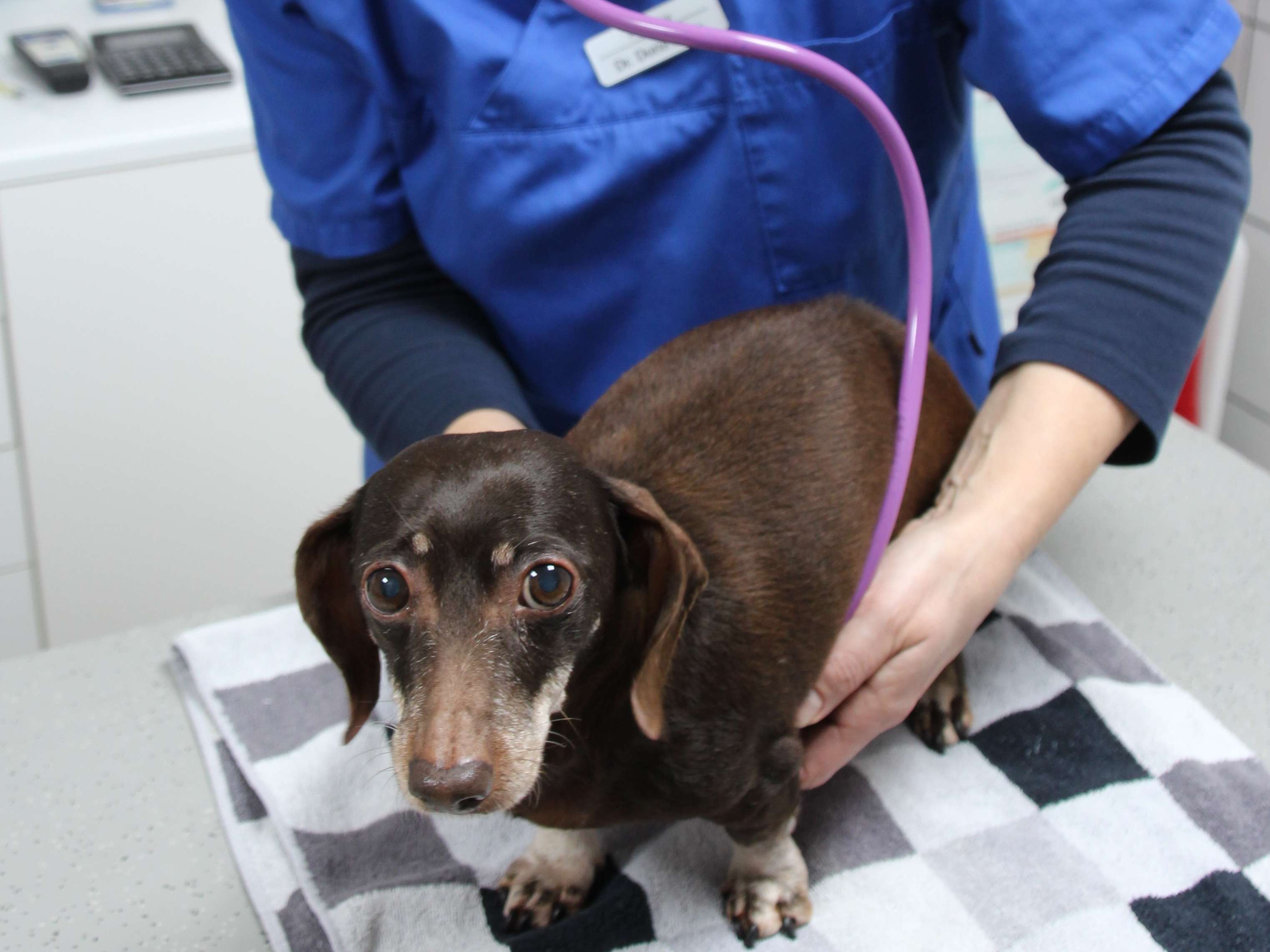 View 1 of Dr. med. vet. Doris Finke Tierärztin