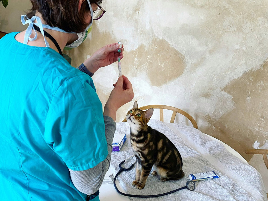 Ansicht 3 von felmo Mobiler Tierarzt Stuttgart