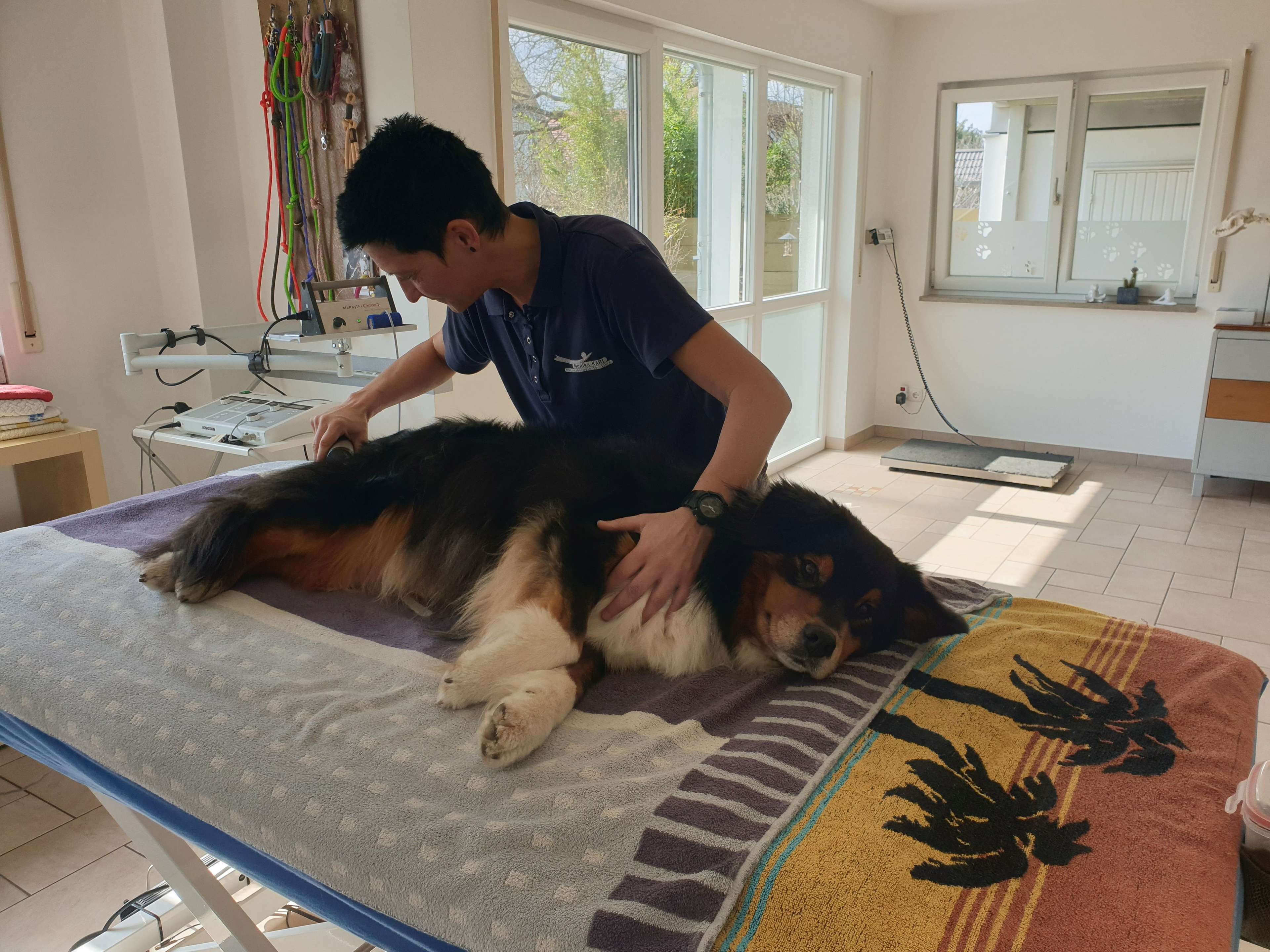 Ansicht 1 von Tierphysiotherapie Karl