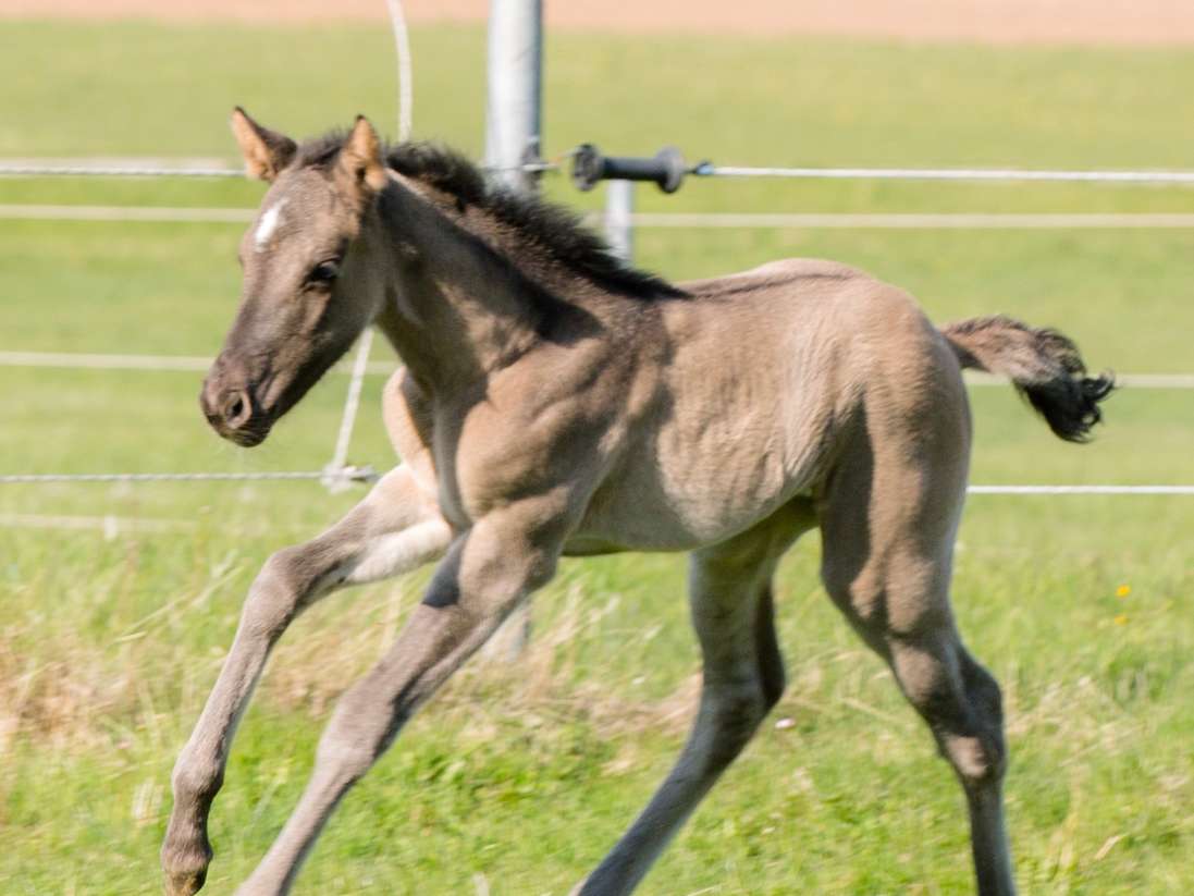 Ansicht 1 von Fachtierärztin für Pferde Dr Susanne Tröster/ Equine Veterinarian