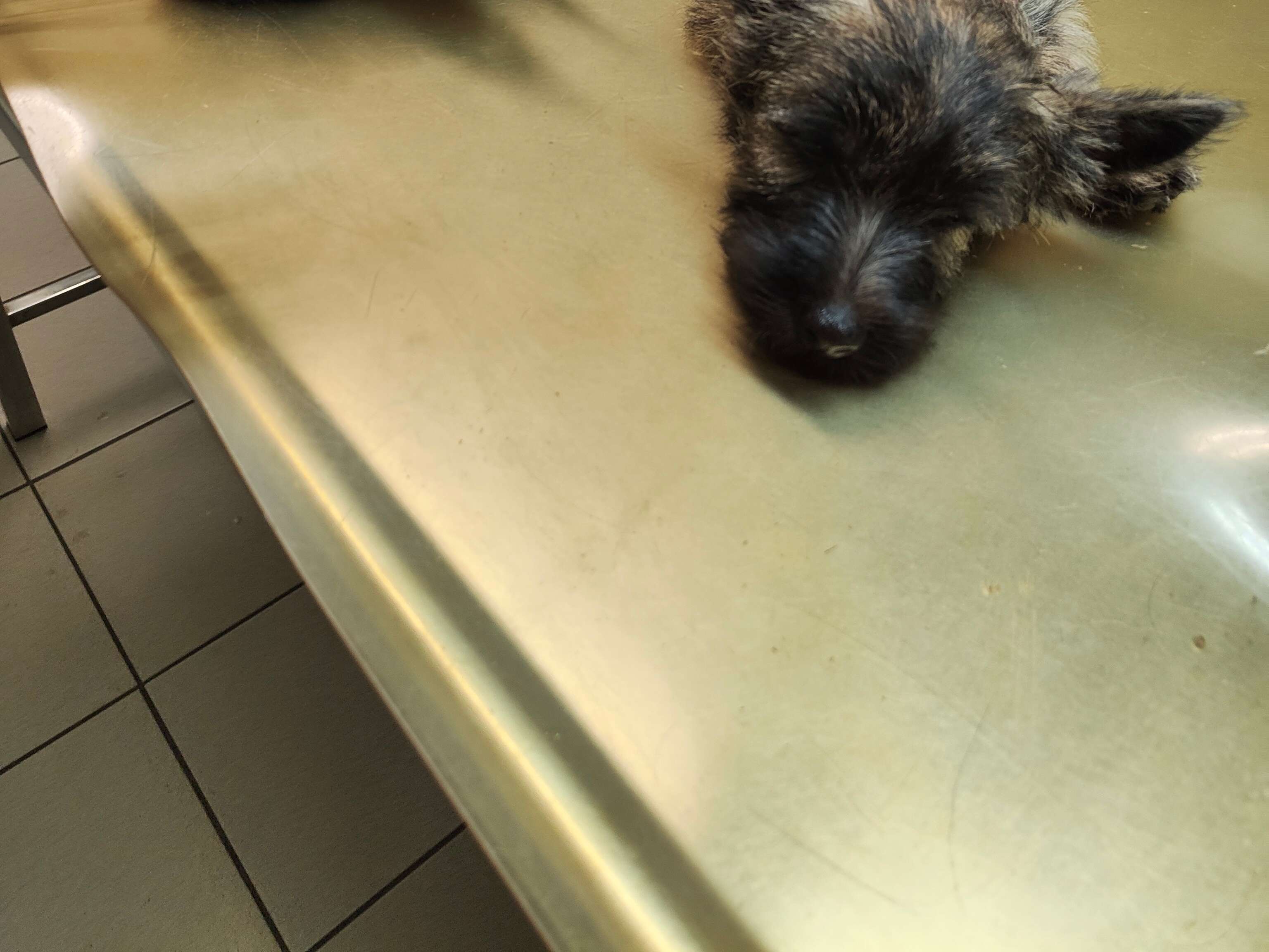 View 1 of Dr.med.vet. Klaus-Otto Zirkler Tierarzt