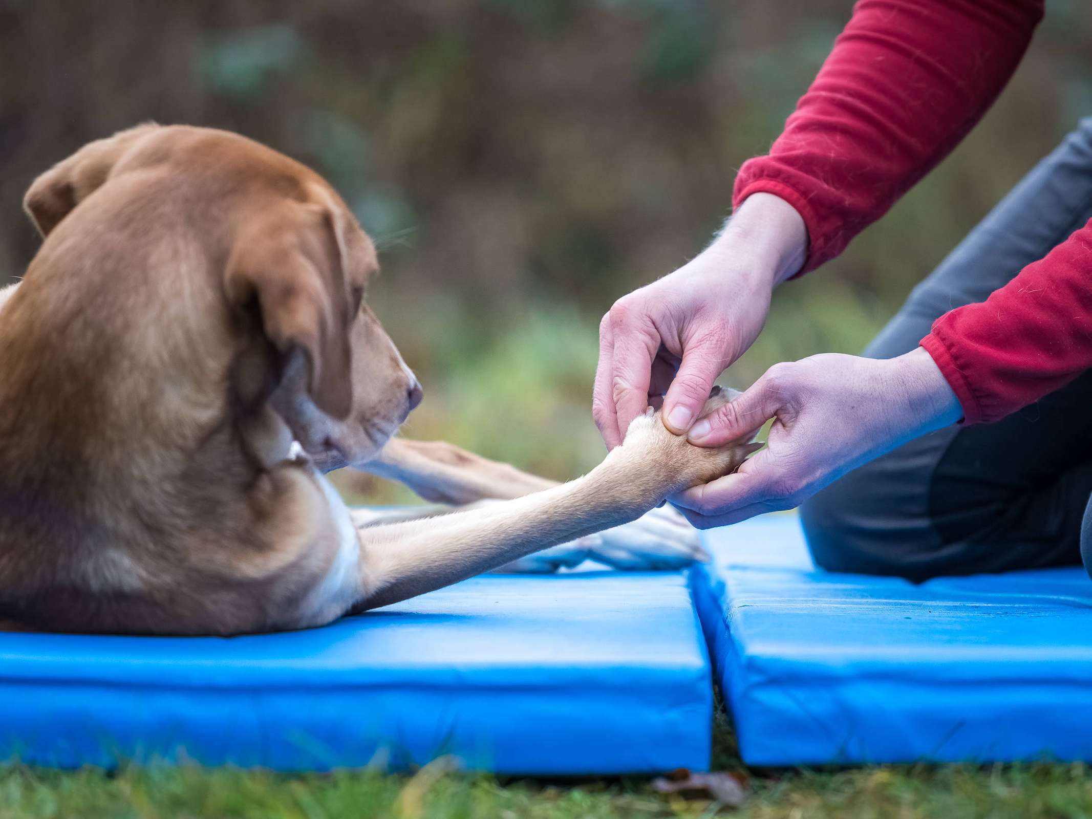 Ansicht 1 von Naturheilkundliche Tierarztpraxis - Chiropraktik & Osteopathie