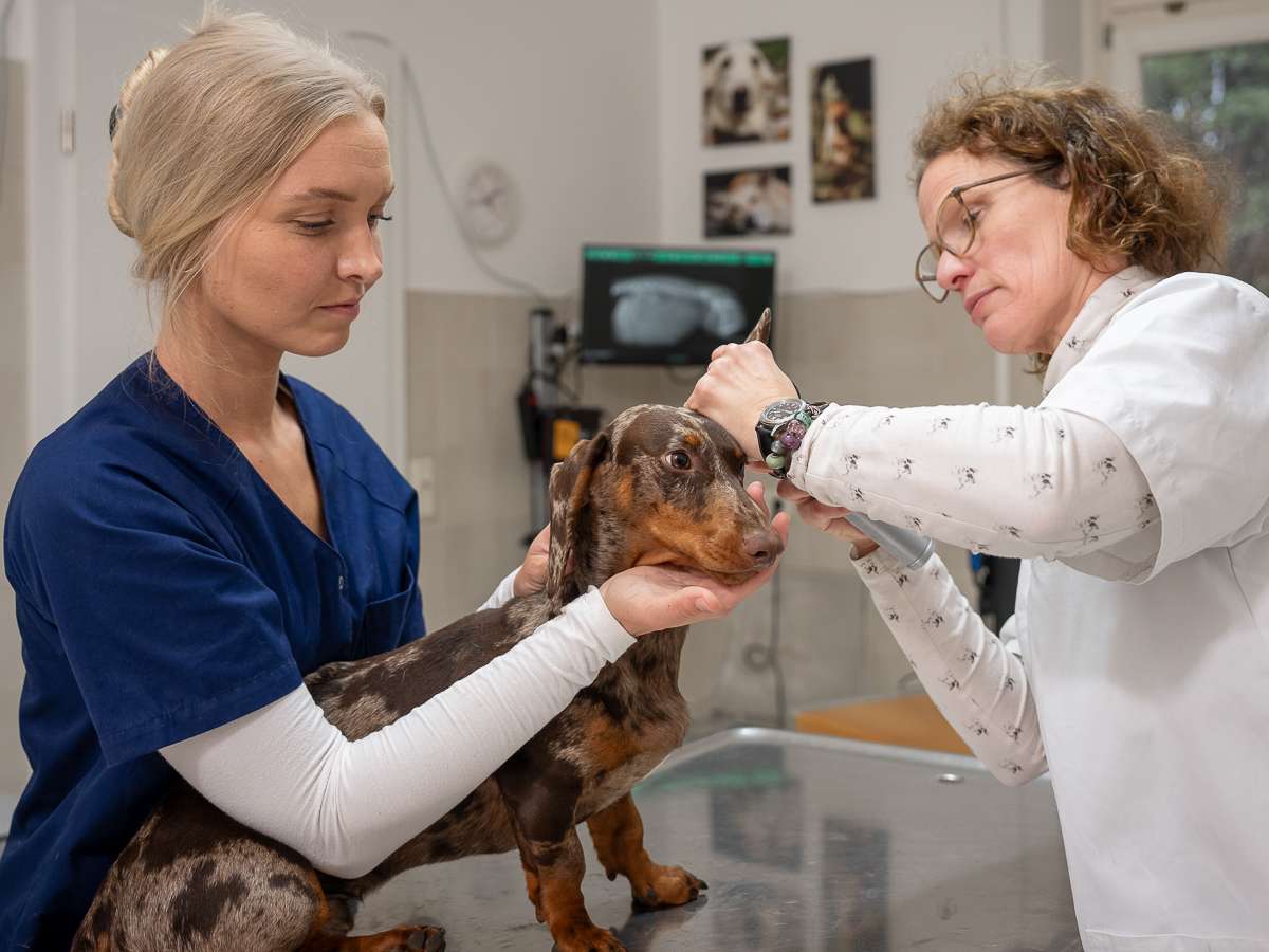 Ansicht 2 von Tierarzt Haan Bad Honnef, Tierarztpraxis Dr. Haan