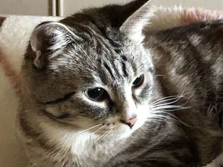 Ansicht 3 von felmo Mobiler Tierarzt Erfurt