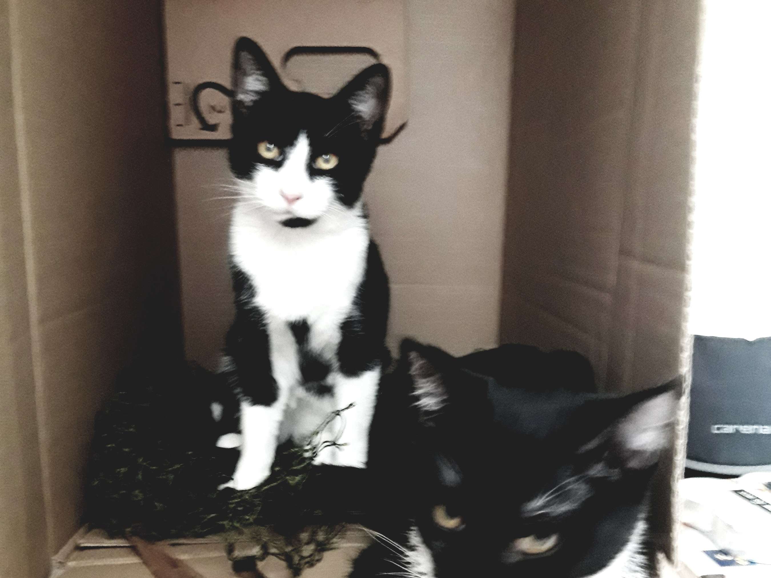 View 1 of 4pets Tierarztpraxis Dr. Eva Meschan