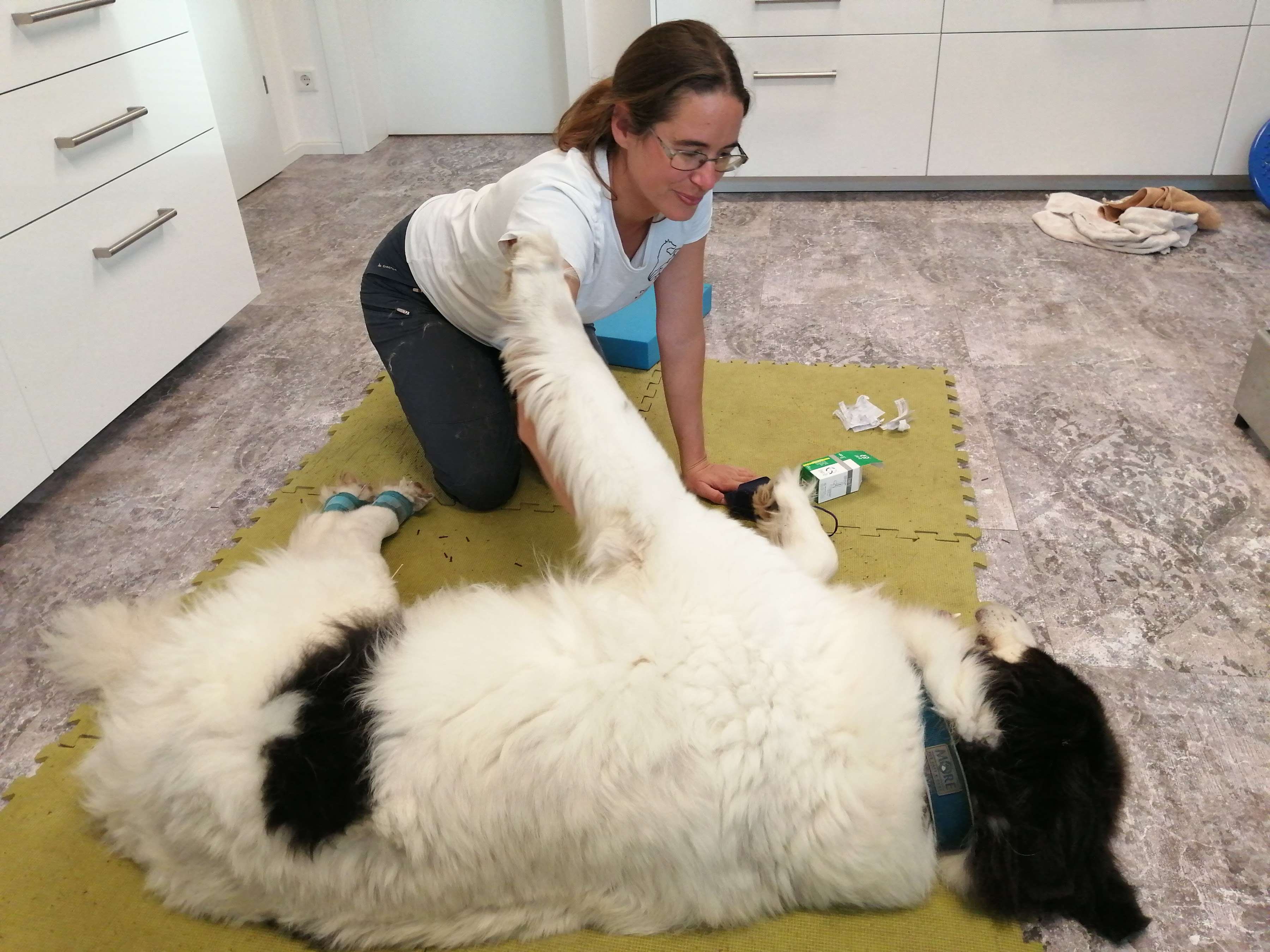 Ansicht 1 von Tierarztpraxis f. Physiotherapie u. Chiropraktik, Mag. Karin Marinkovits