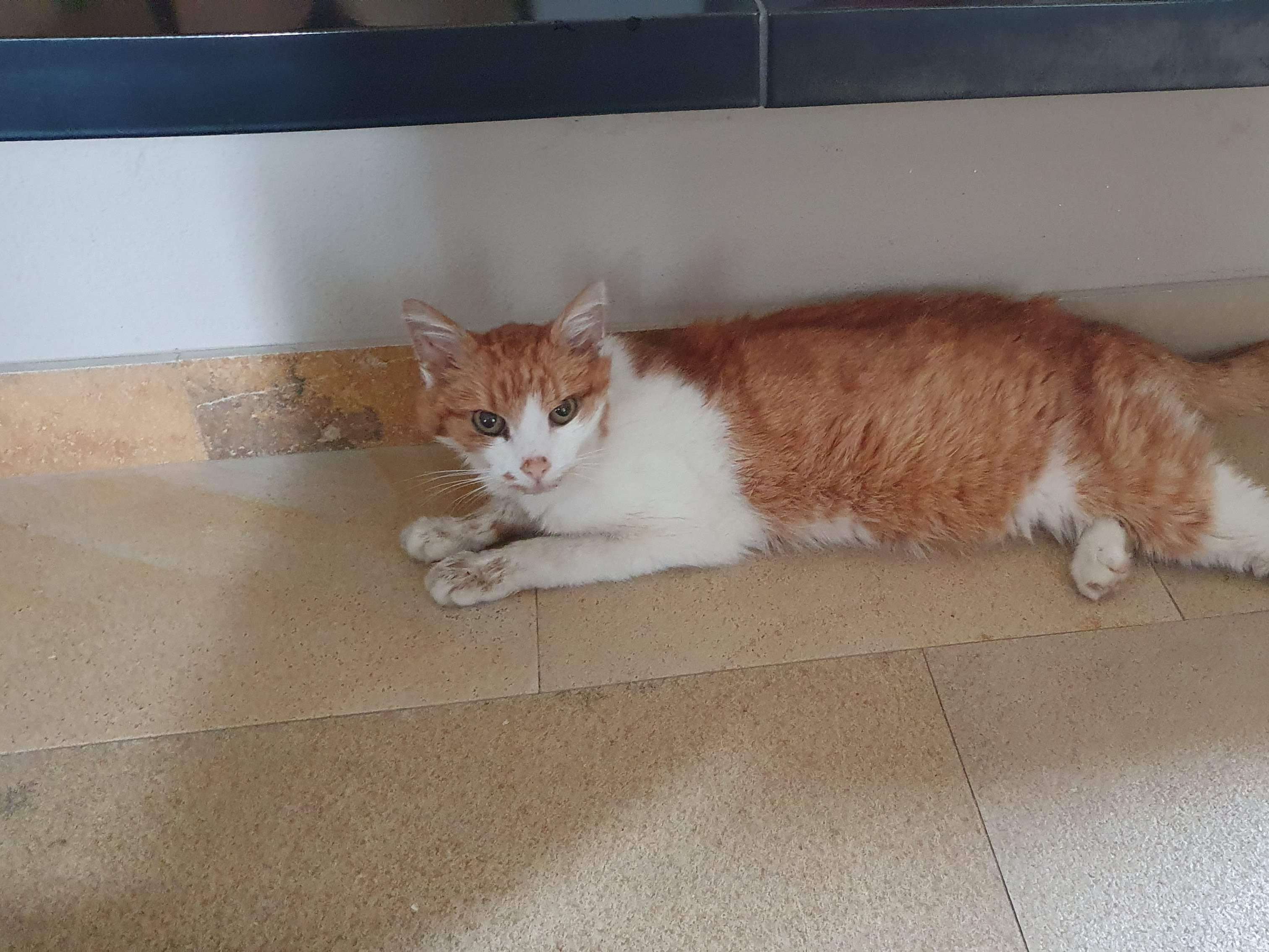 Ansicht 1 von Tierklinik Neuhofen