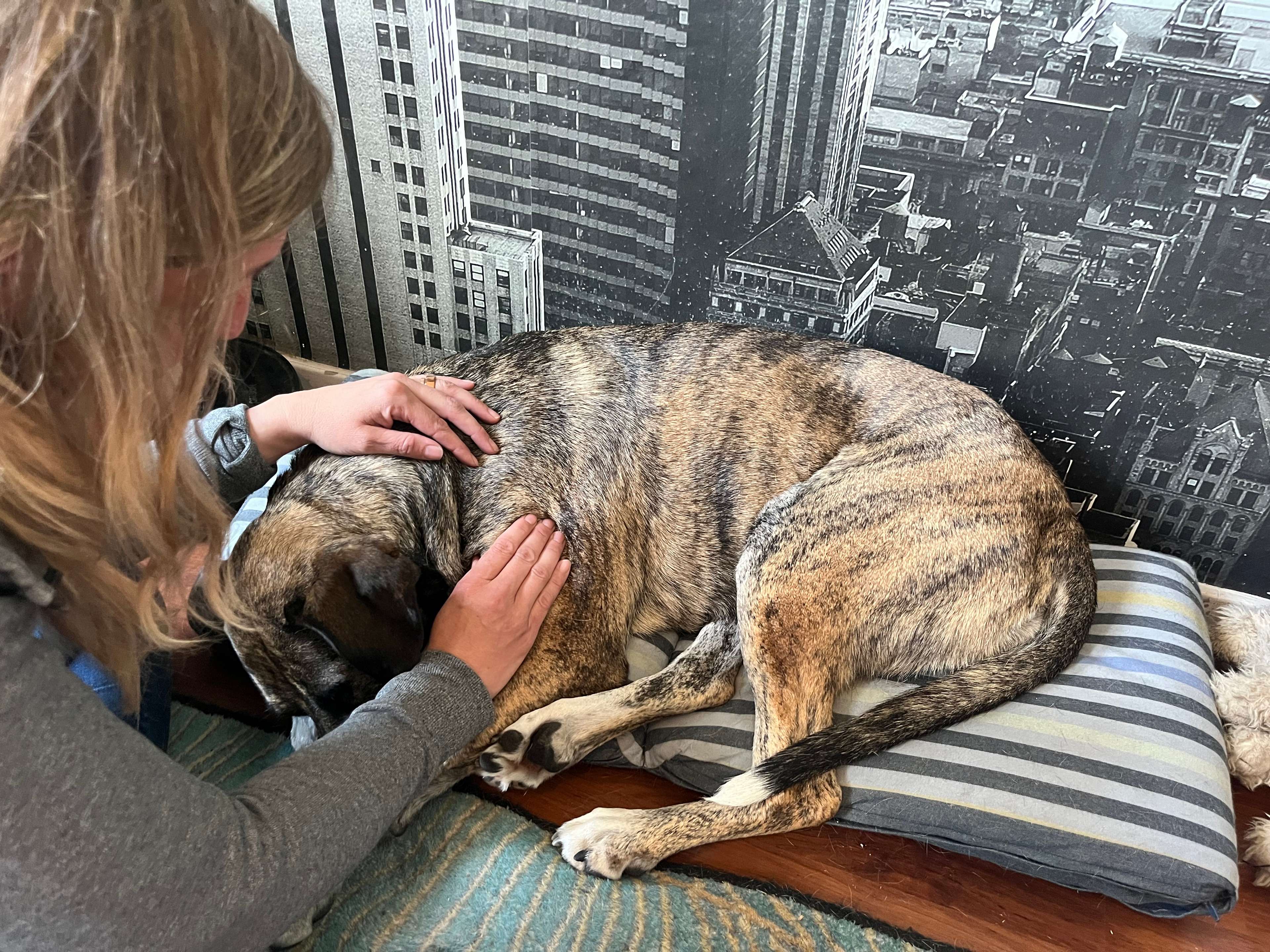 Ansicht 1 von ReBalance – Mobile Tierphysiotherapie & Osteopathie in Berlin