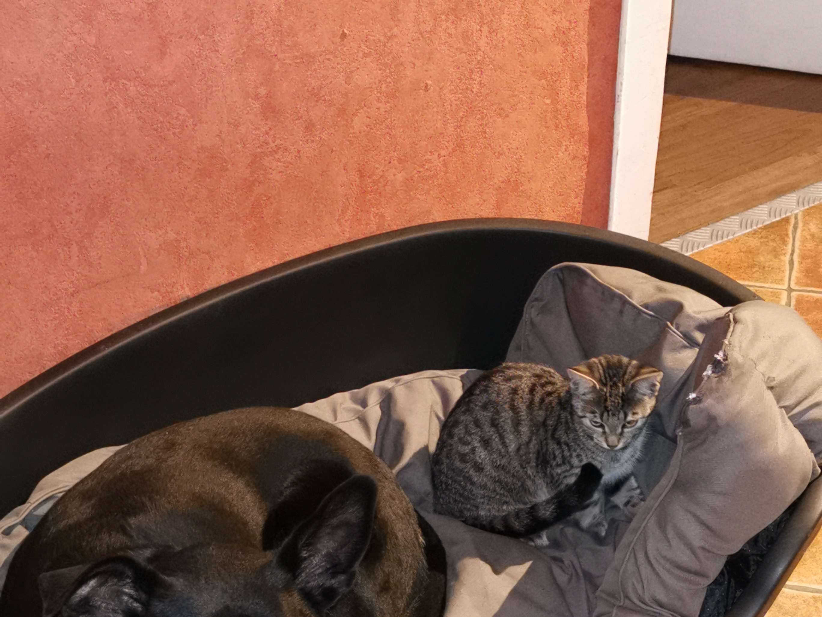 Ansicht 3 von Dr. med. vet. Hellen Bammel Tierärztin