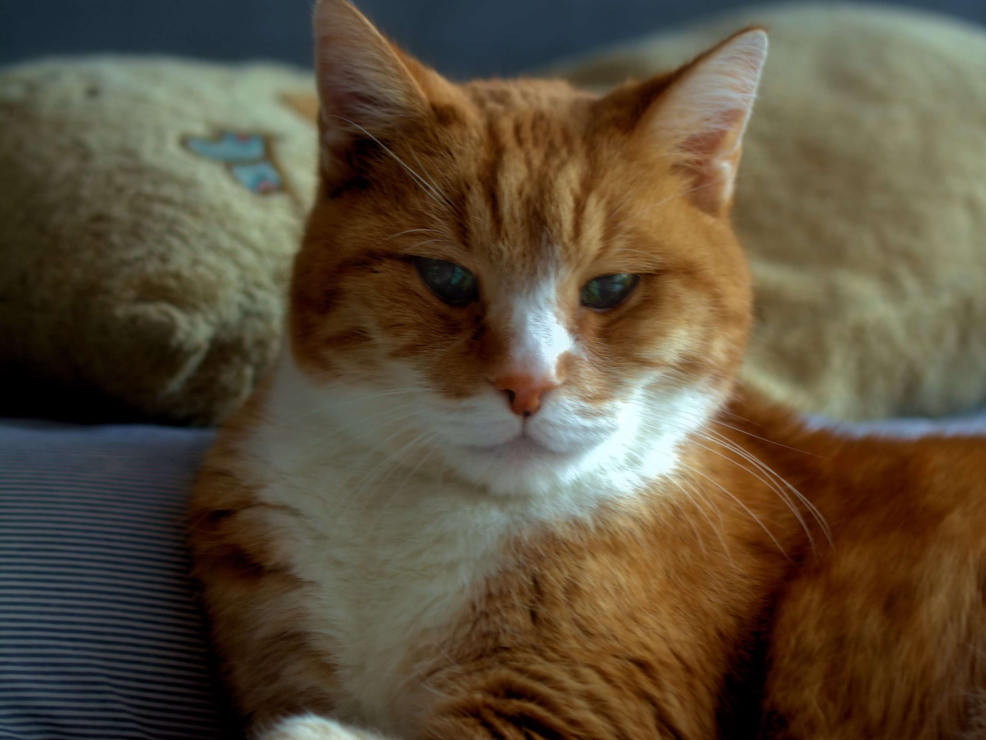 View 2 of Dr.med.vet. Cornelia Heinze - Tierarzt