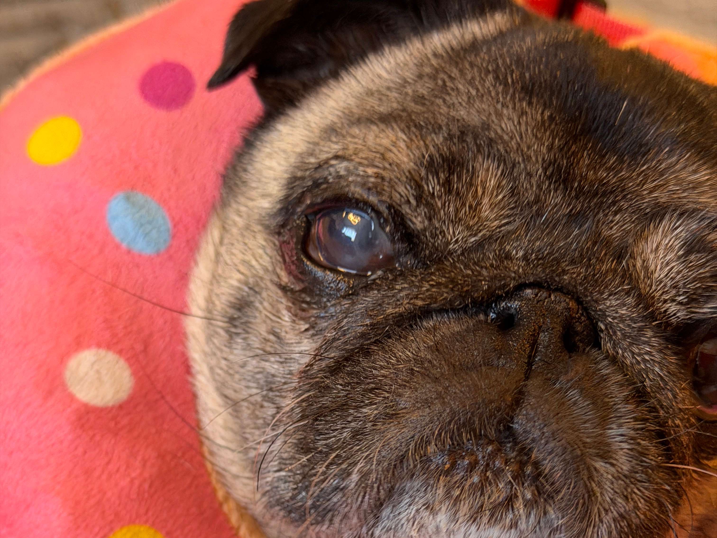 Ansicht 2 von AniCura Wiesbaden Schierstein GmbH
