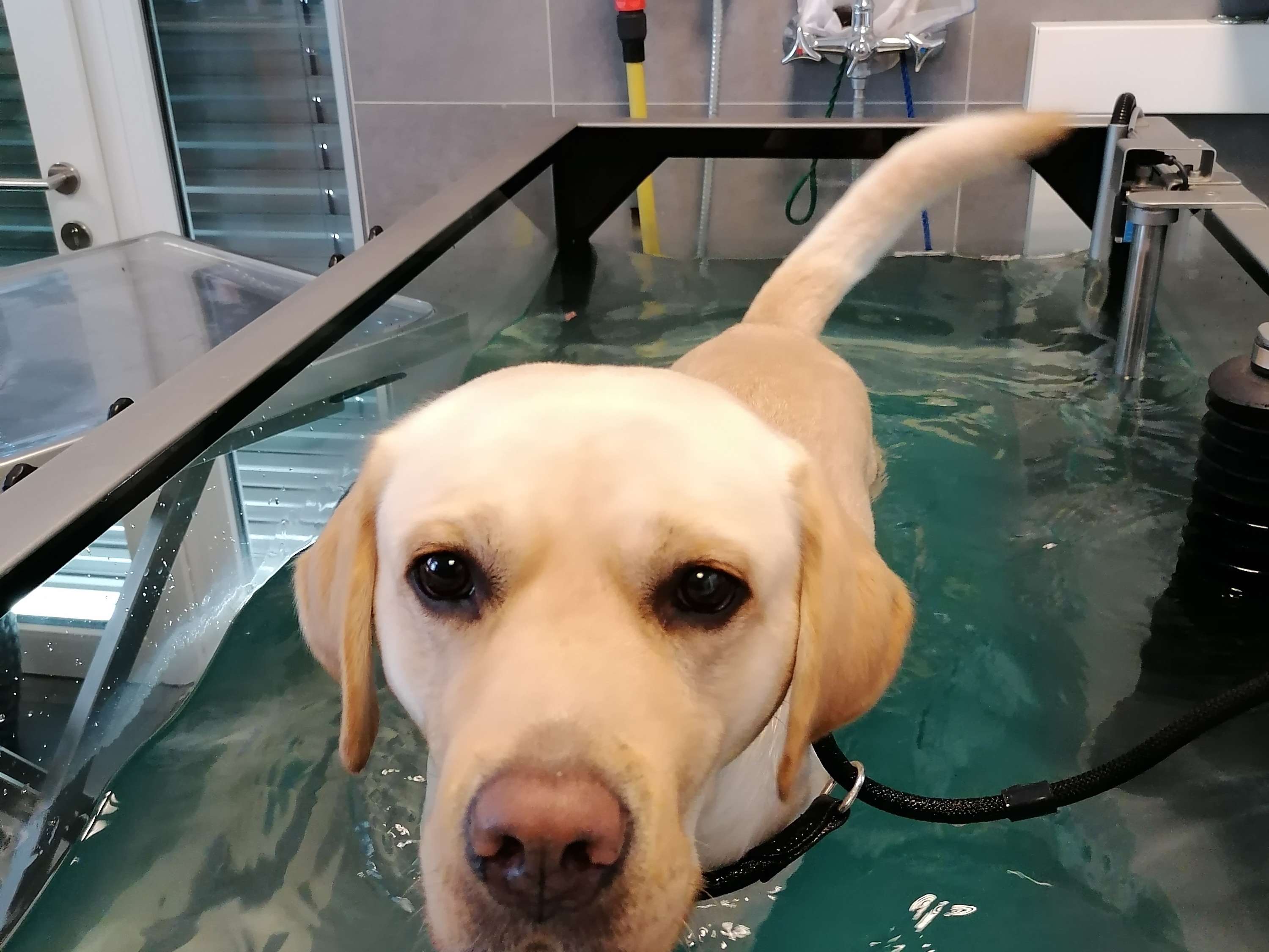 Ansicht 1 von Hundagil - Tierphysiotherapie und Hundeosteopathie