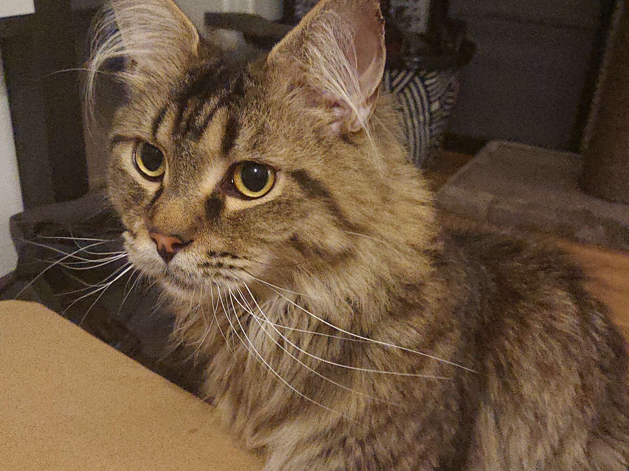 Ansicht 3 von Tierarztpraxis am Ith - Nina Falke