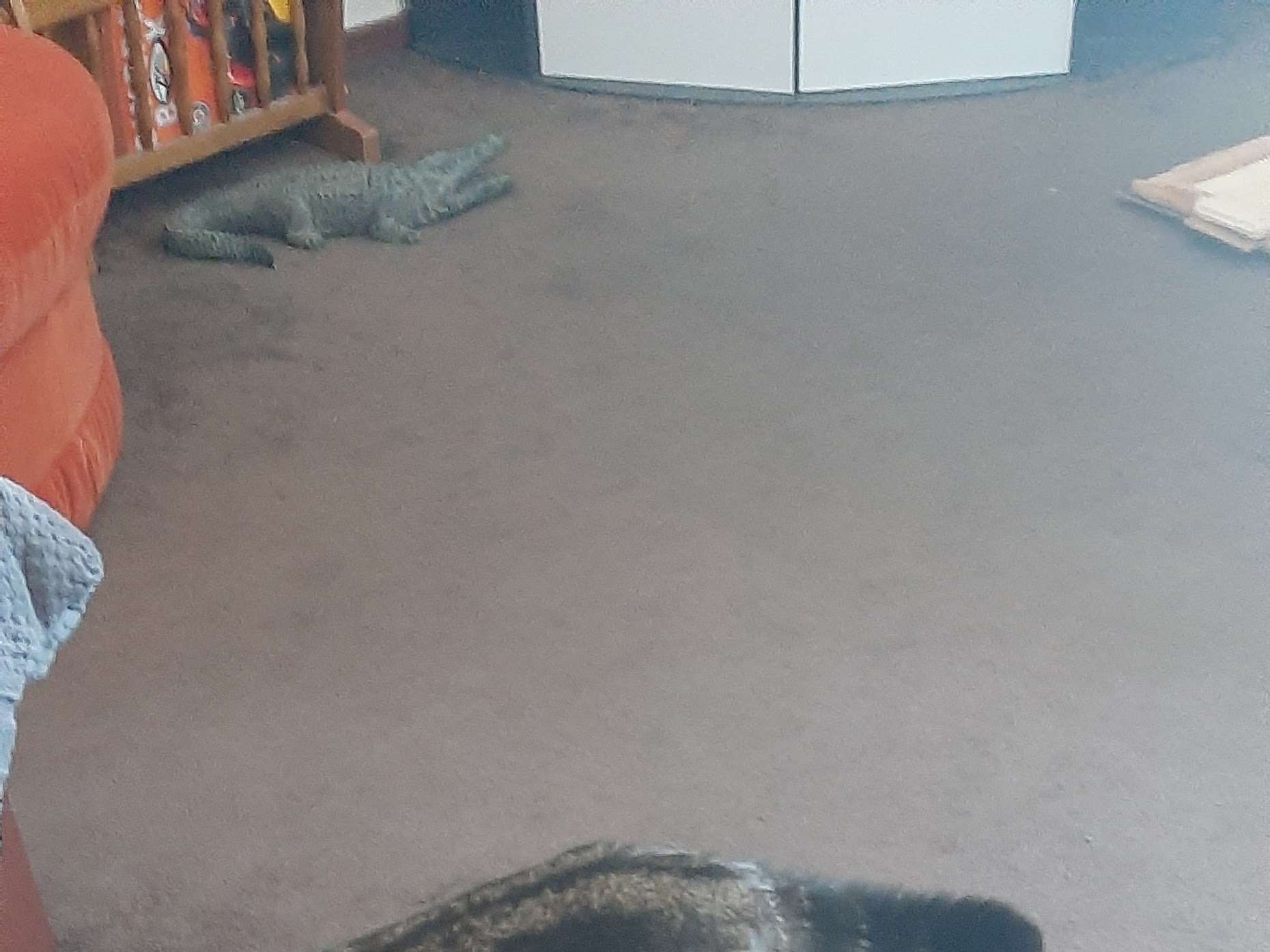 Ansicht 2 von Hund Katze Herz Claudia von Ruffer Tierarztpraxis für kardiologische Untersuchungen