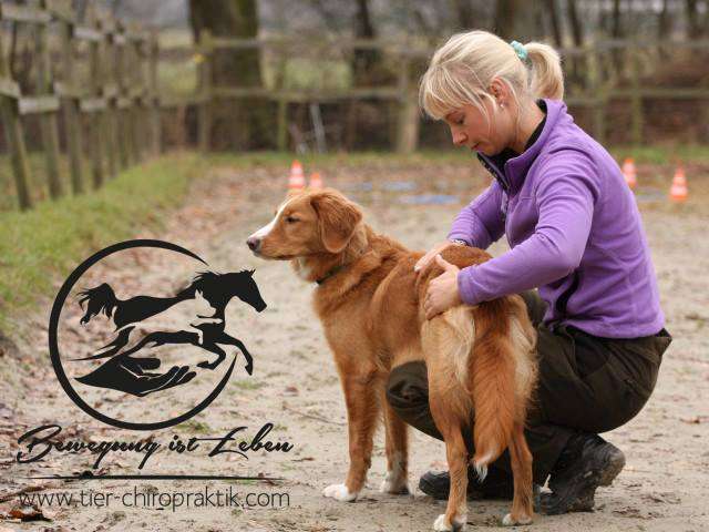Ansicht 3 von Dog IN Motion- Hundeosteopathie und Physiotherapie