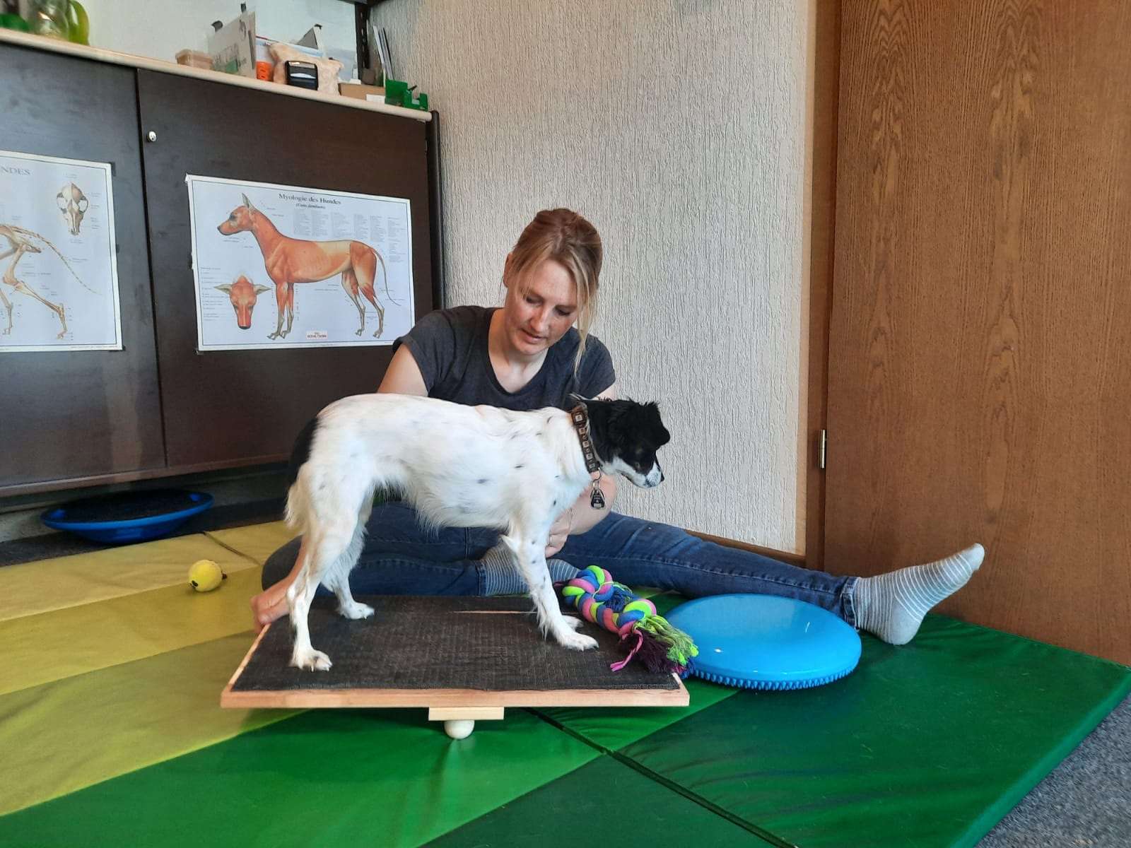 Ansicht 2 von Tierphysio Kalletal - Sarah Herrmann - Osteopathie und Physiotherapie für Pferde und Hunde