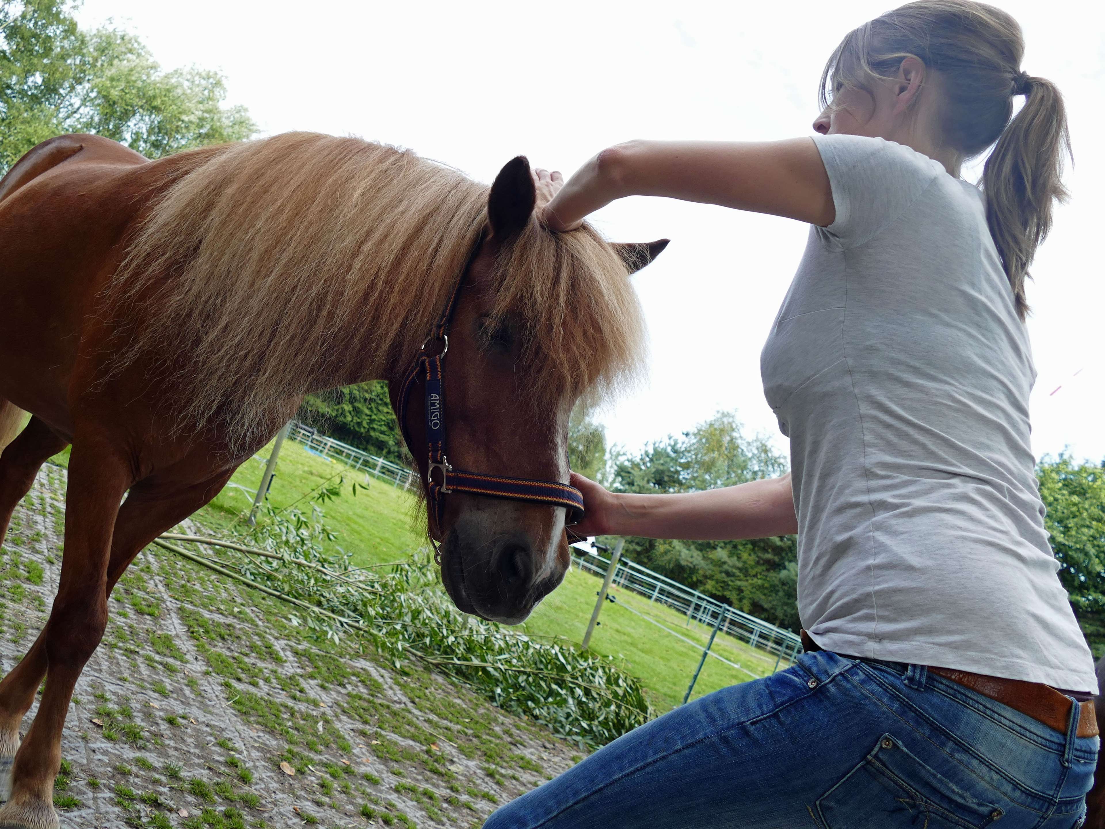 Ansicht 1 von Tierärztliche Chiropraxis Astrid Nüllmann