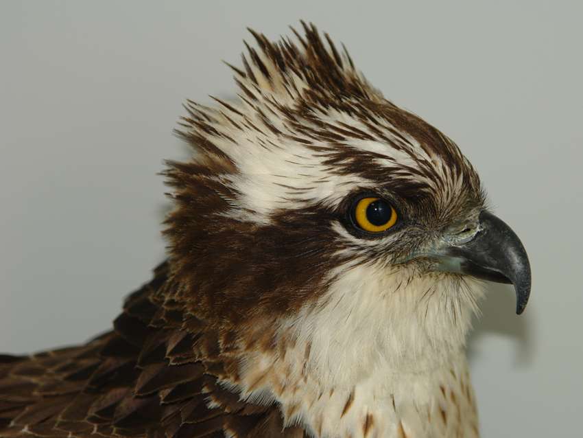 Ansicht 3 von Tierärztliche Fachpraxis für Vögel & Exoten Dr. med. vet. Heike Reball