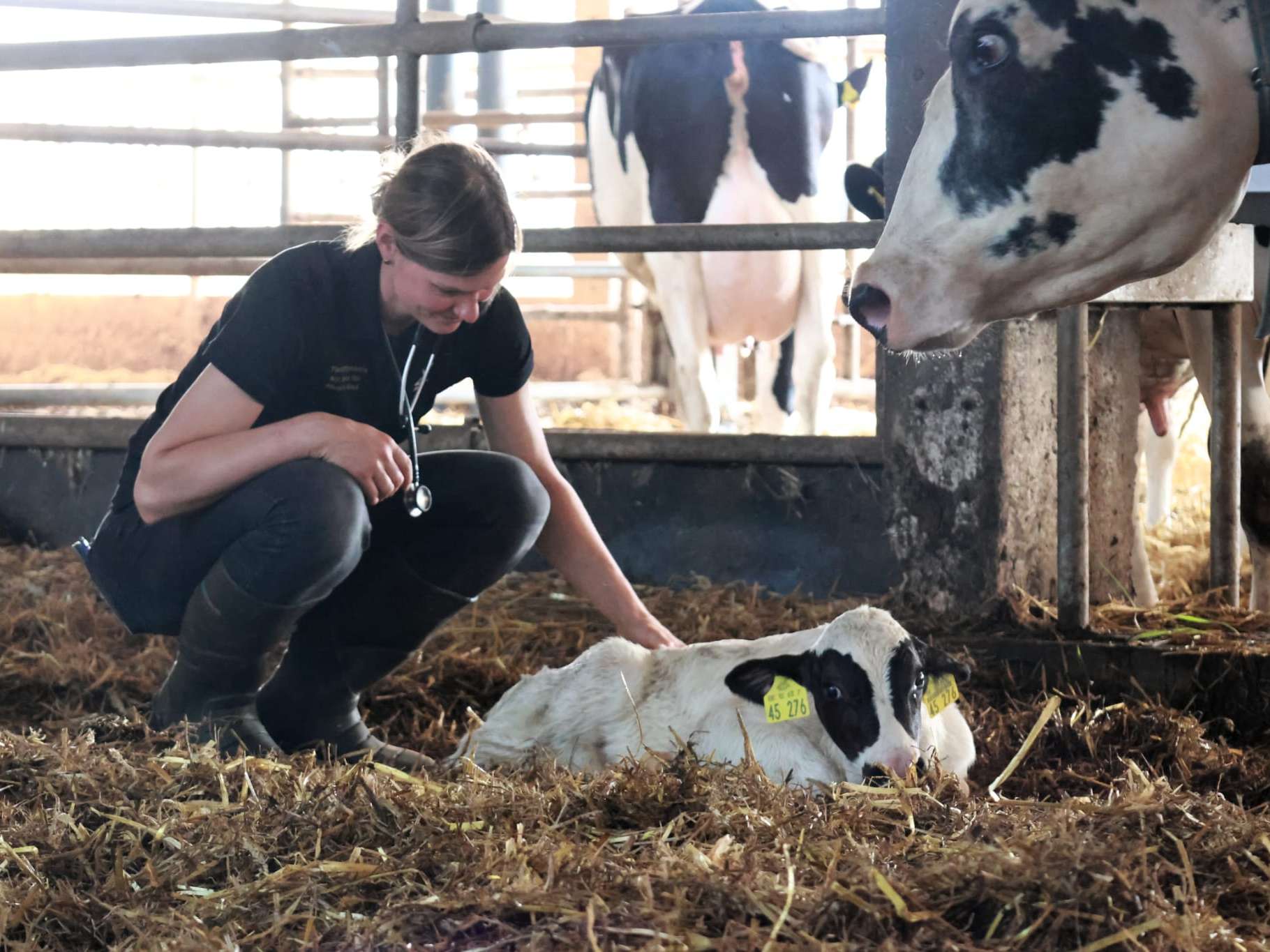 View 2 of Tierarztpraxis Franziska Golze — Mit Herz für Pferd & Rind