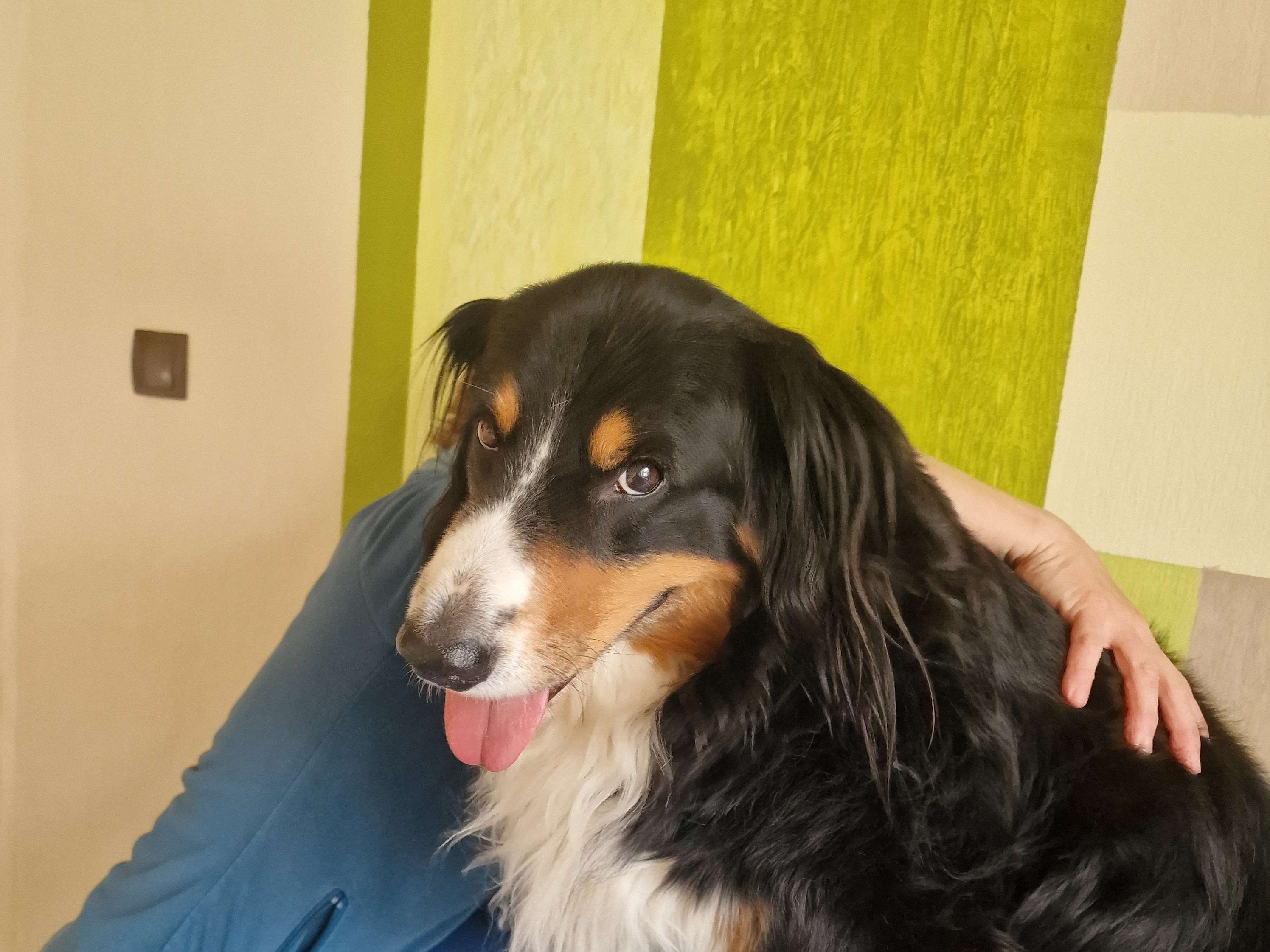 Ansicht 3 von Hund-Mobil-HeLi