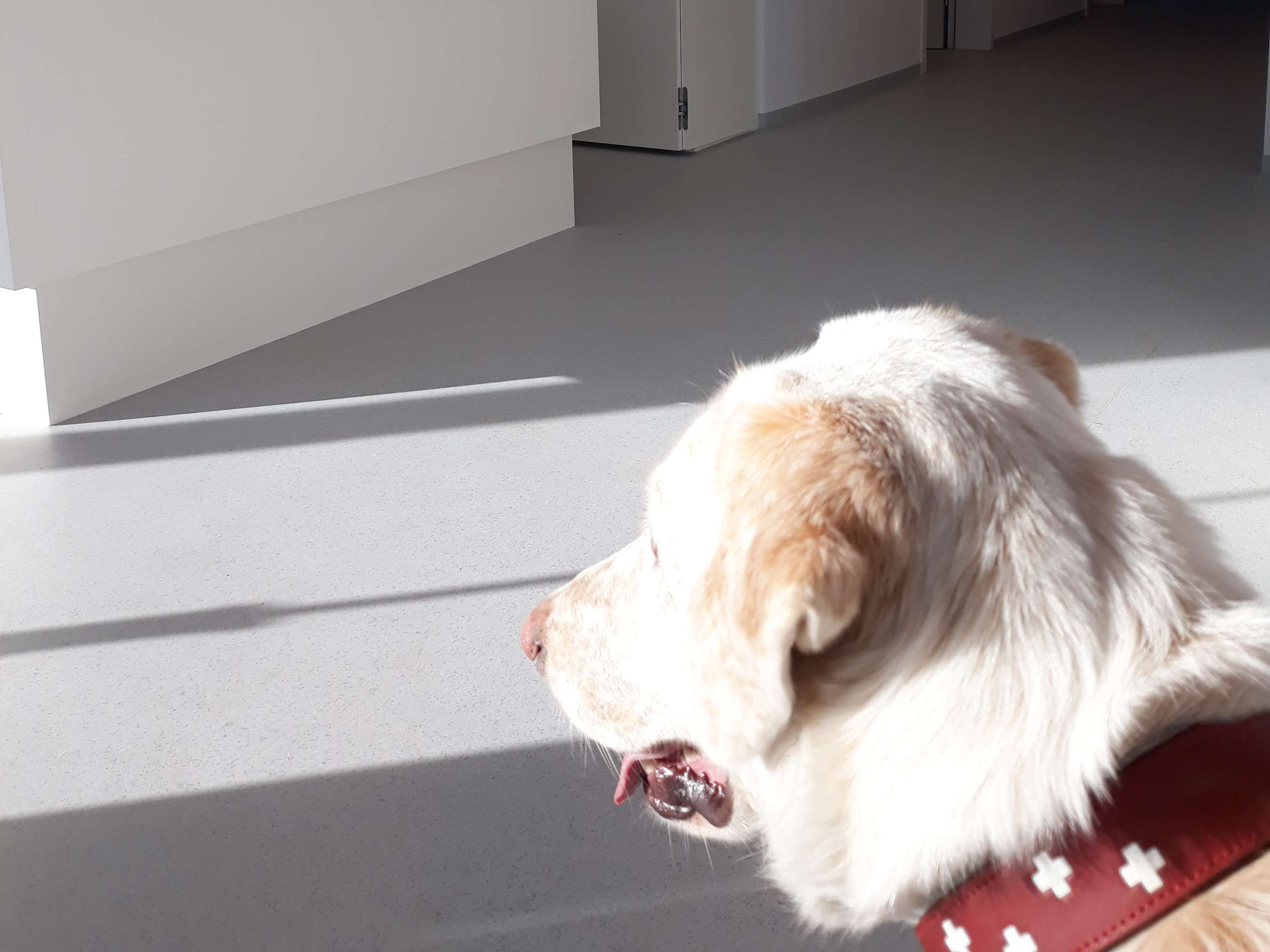 Ansicht 2 von Tierklinik Hainburg