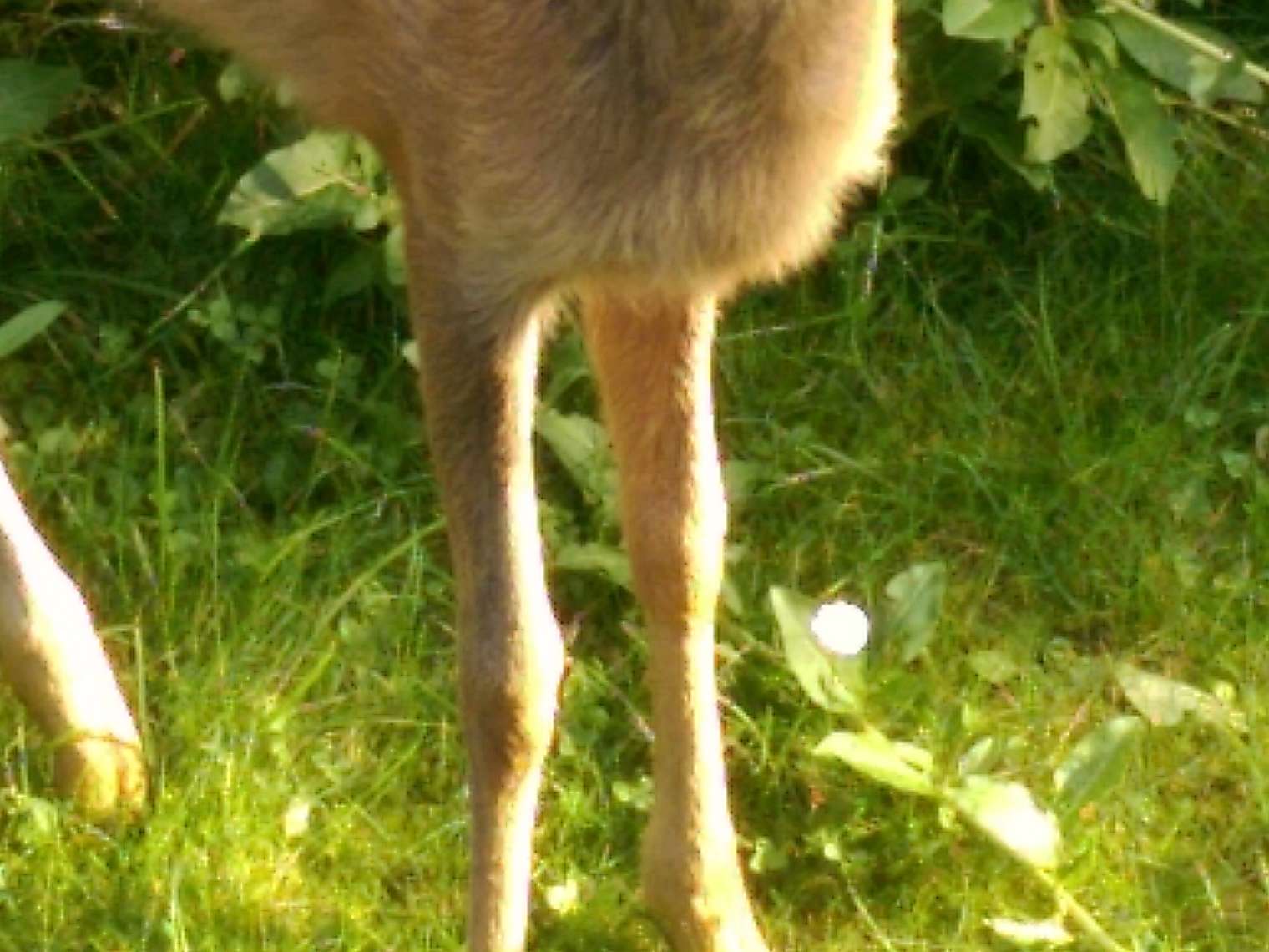 Ansicht 3 von Tierärztin Dr. Heike Wedell